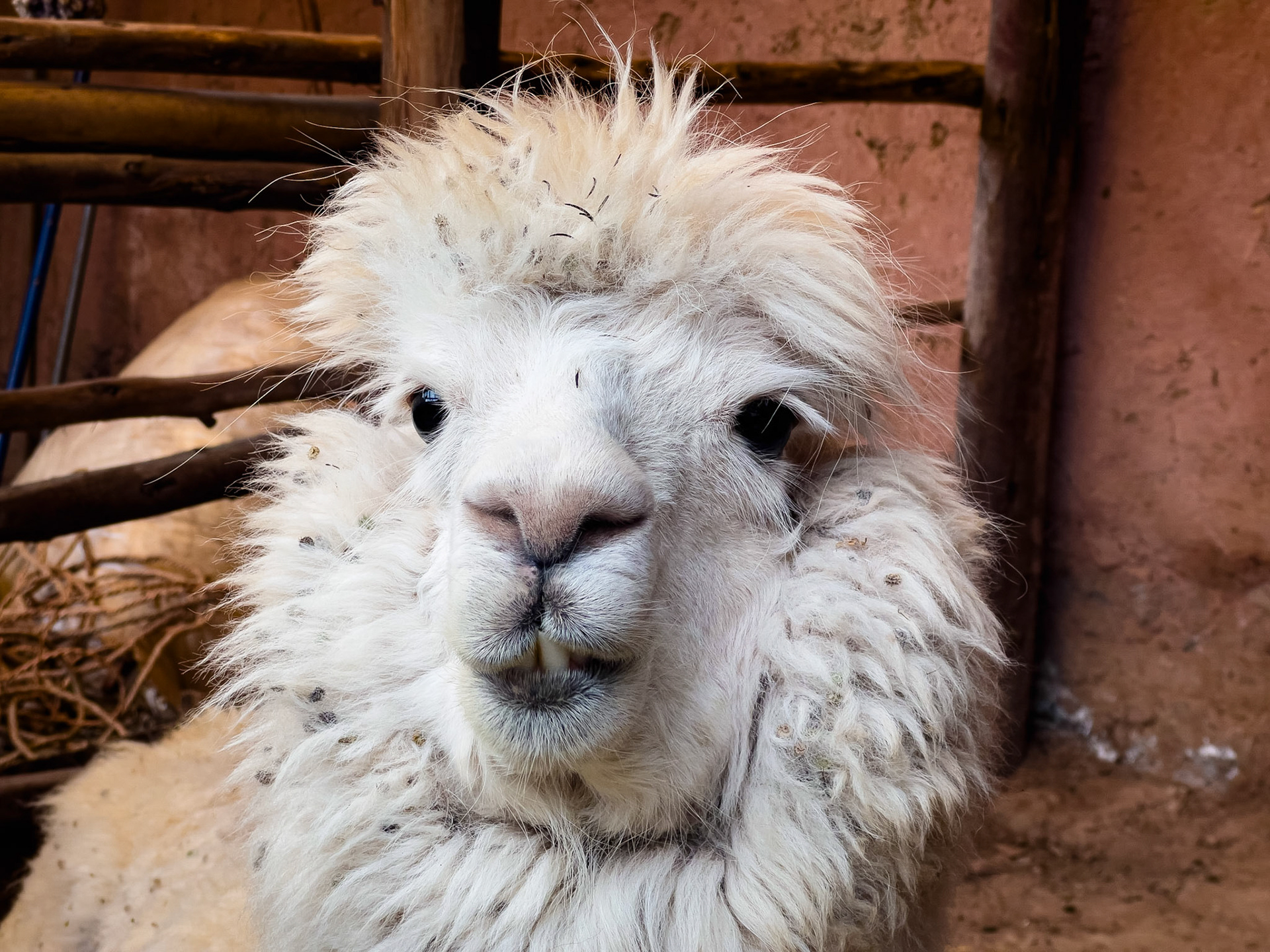 Atelier de tissage, Chinchero