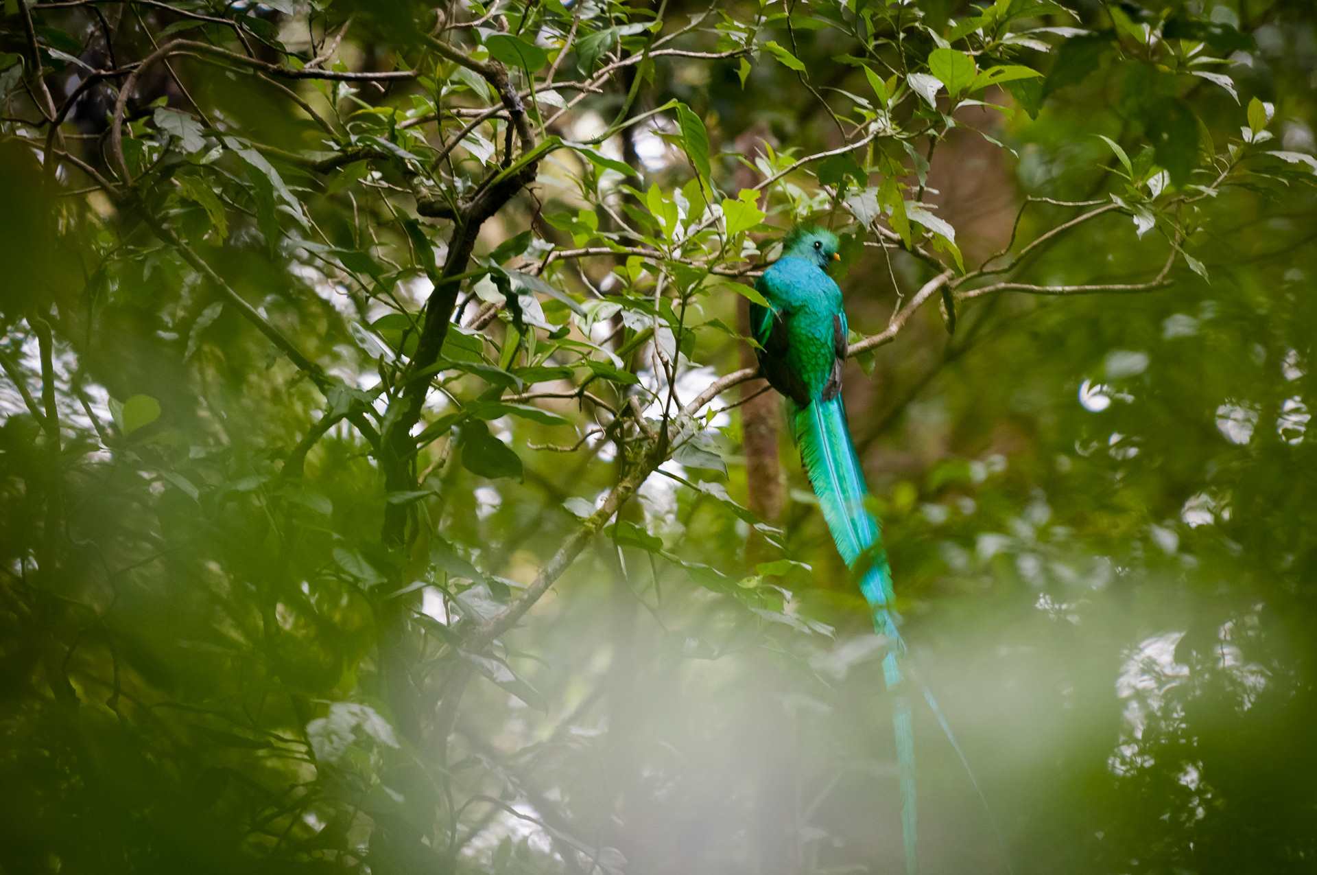 Reserva Biologica Bosque Nuboso Monteverde