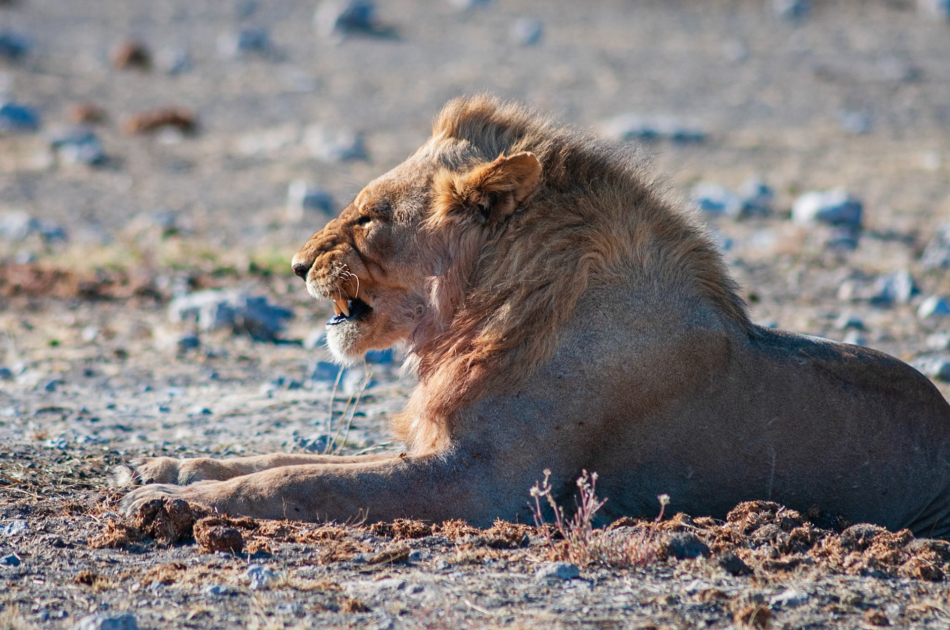 Etosha National Park