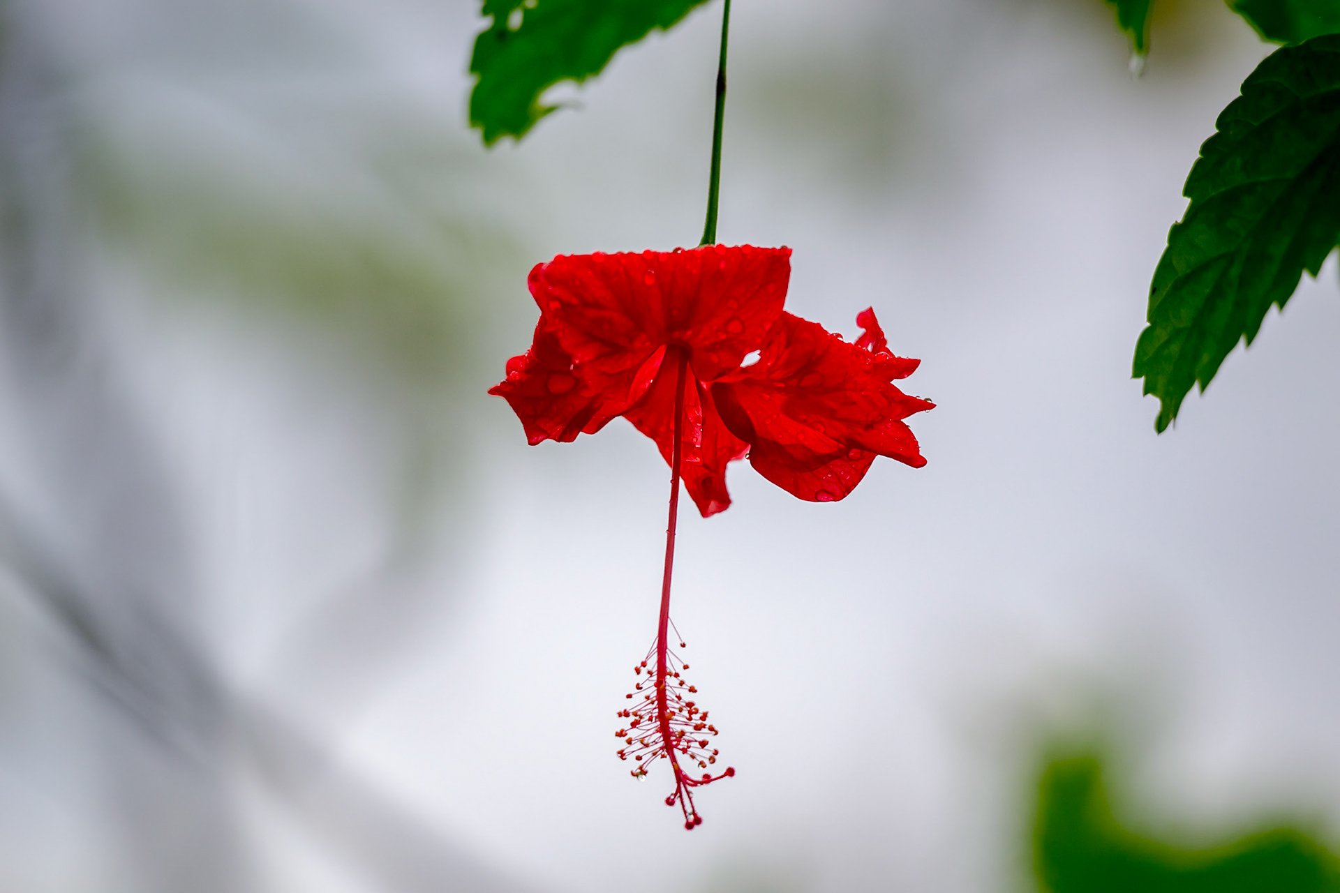 Butterfly Conservatory, El Castillo