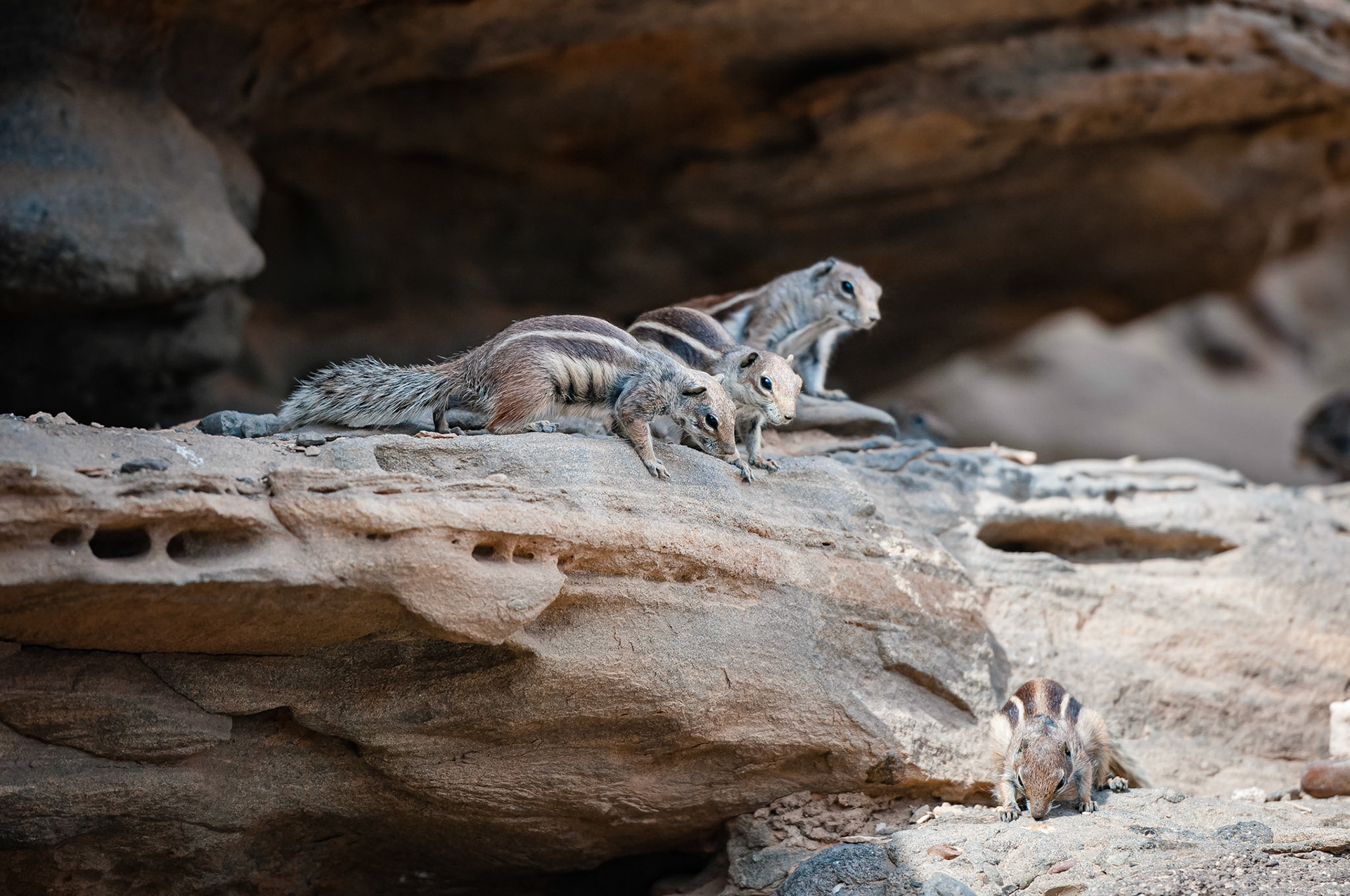 Cuevas de Ajuy, Fuerteventura