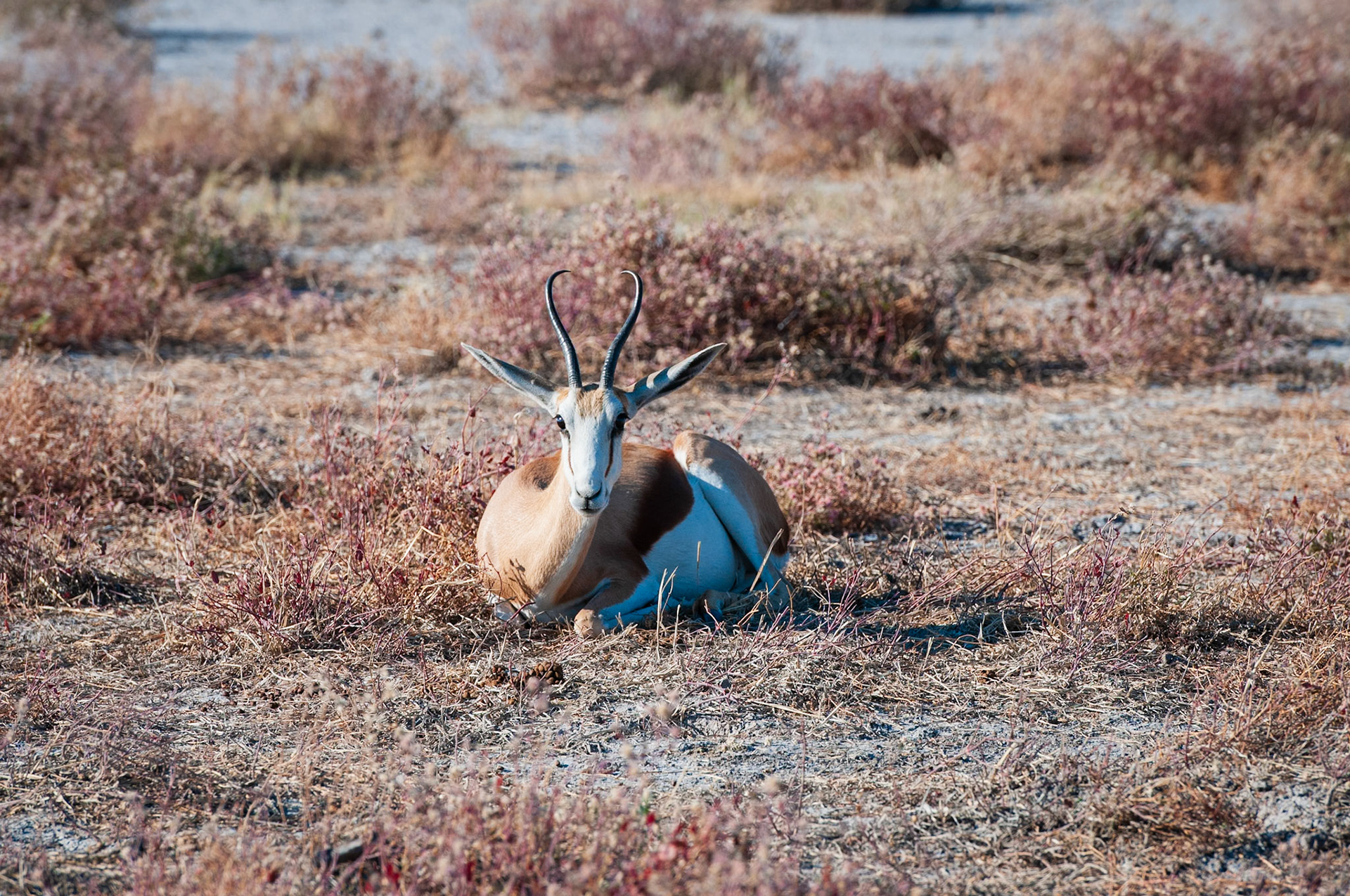 Etosha National Park