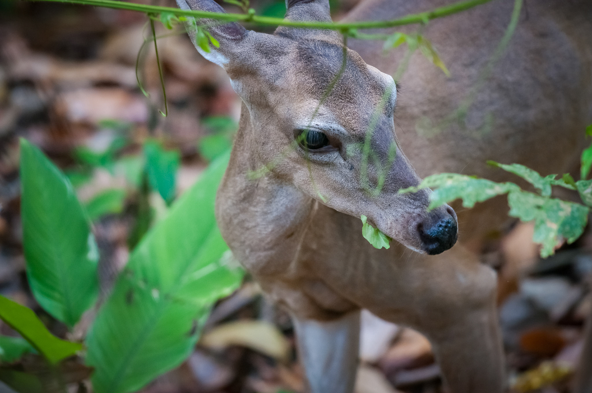 Parque Nacional Manuel Antonio