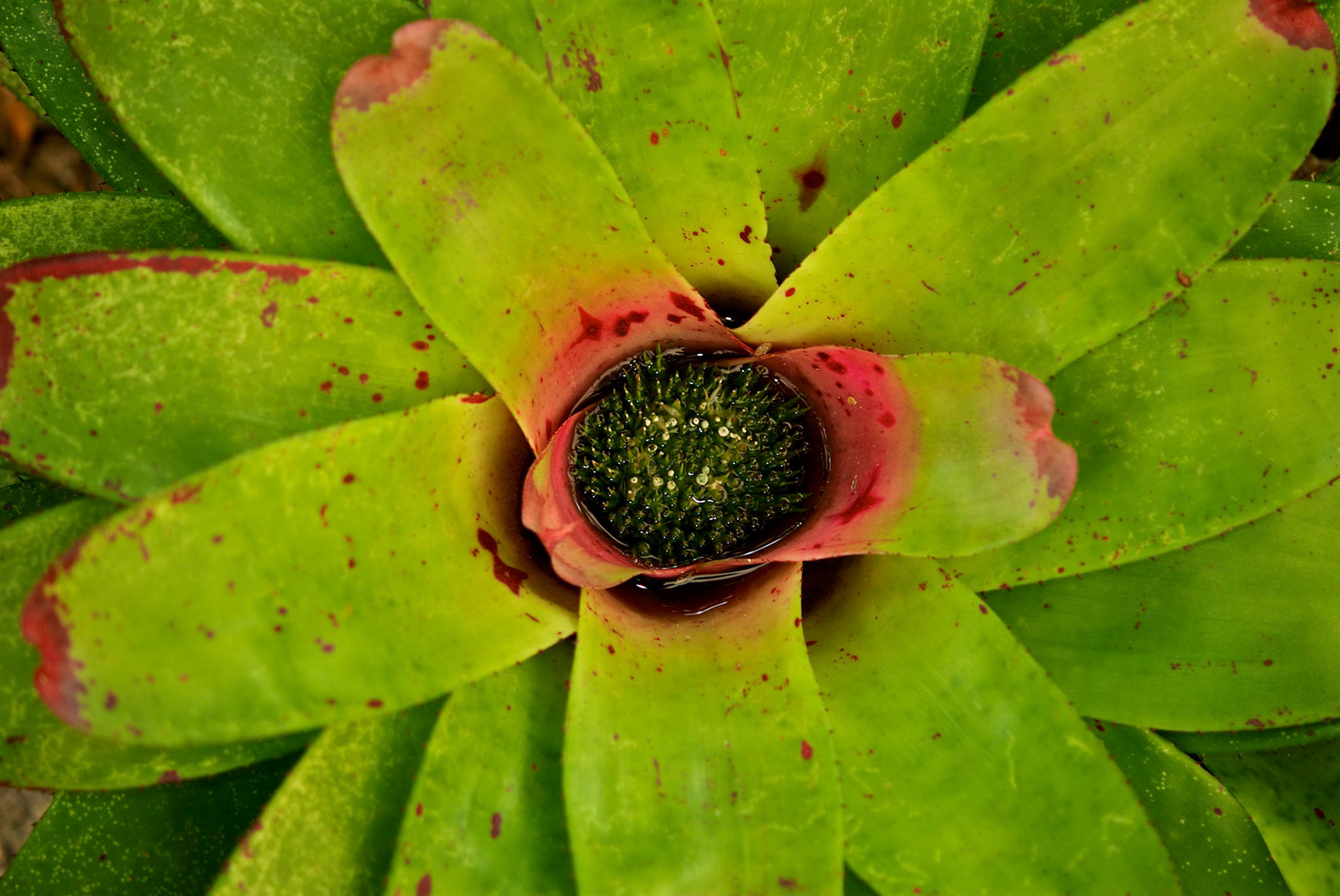 Jardim Botânico, Rio de Janeiro