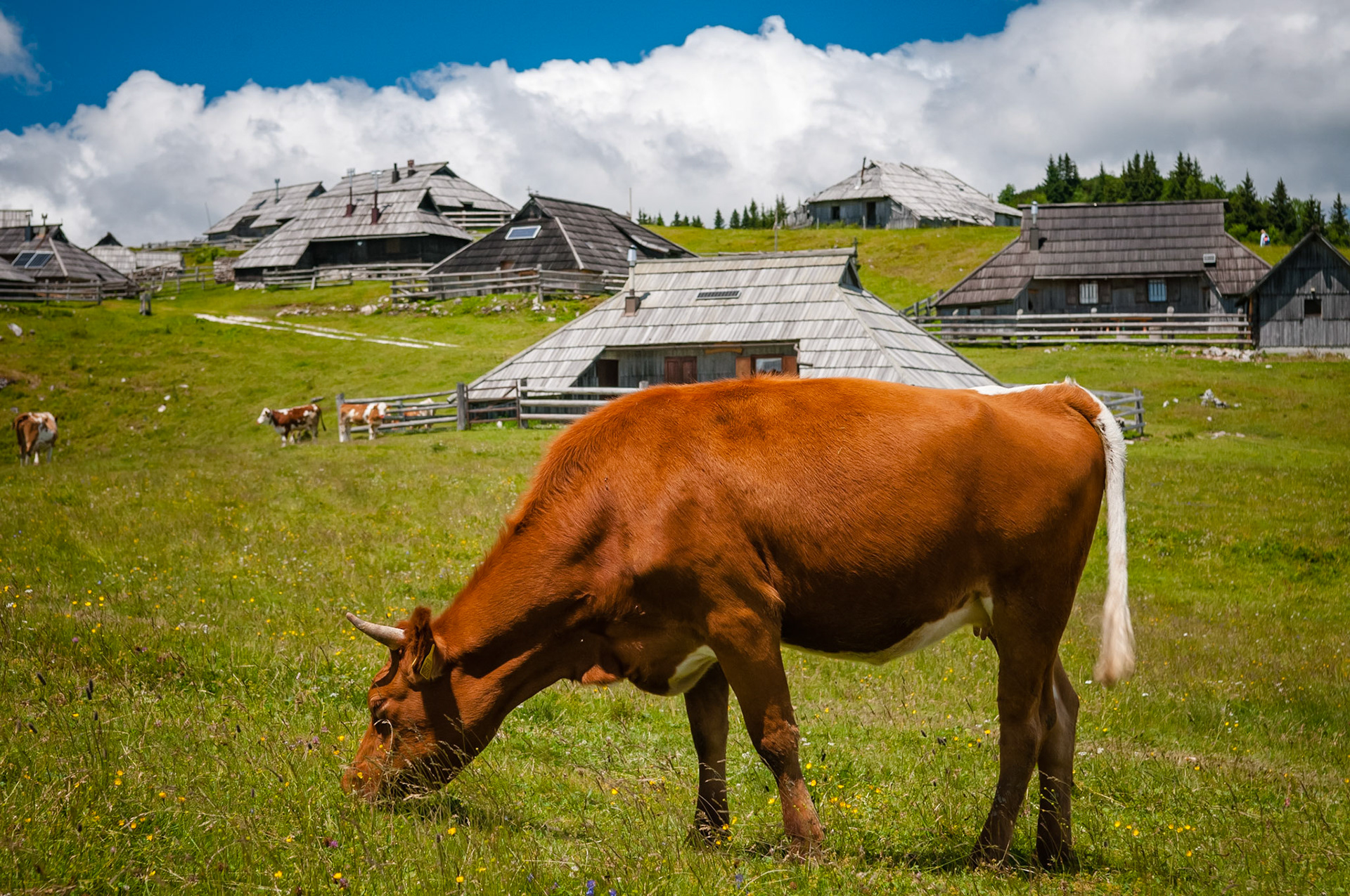 Velika Planina, Slovénie