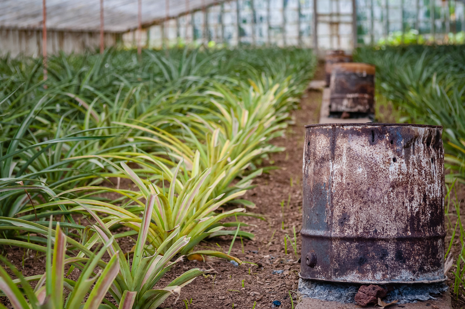 Plantation Ananas Augusto Arruda, Fajã do Baixo, São Miguel