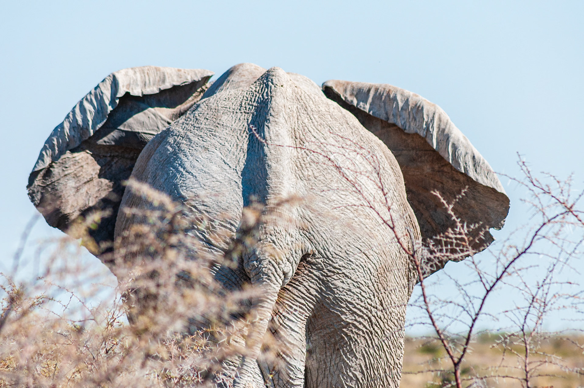 Etosha National Park