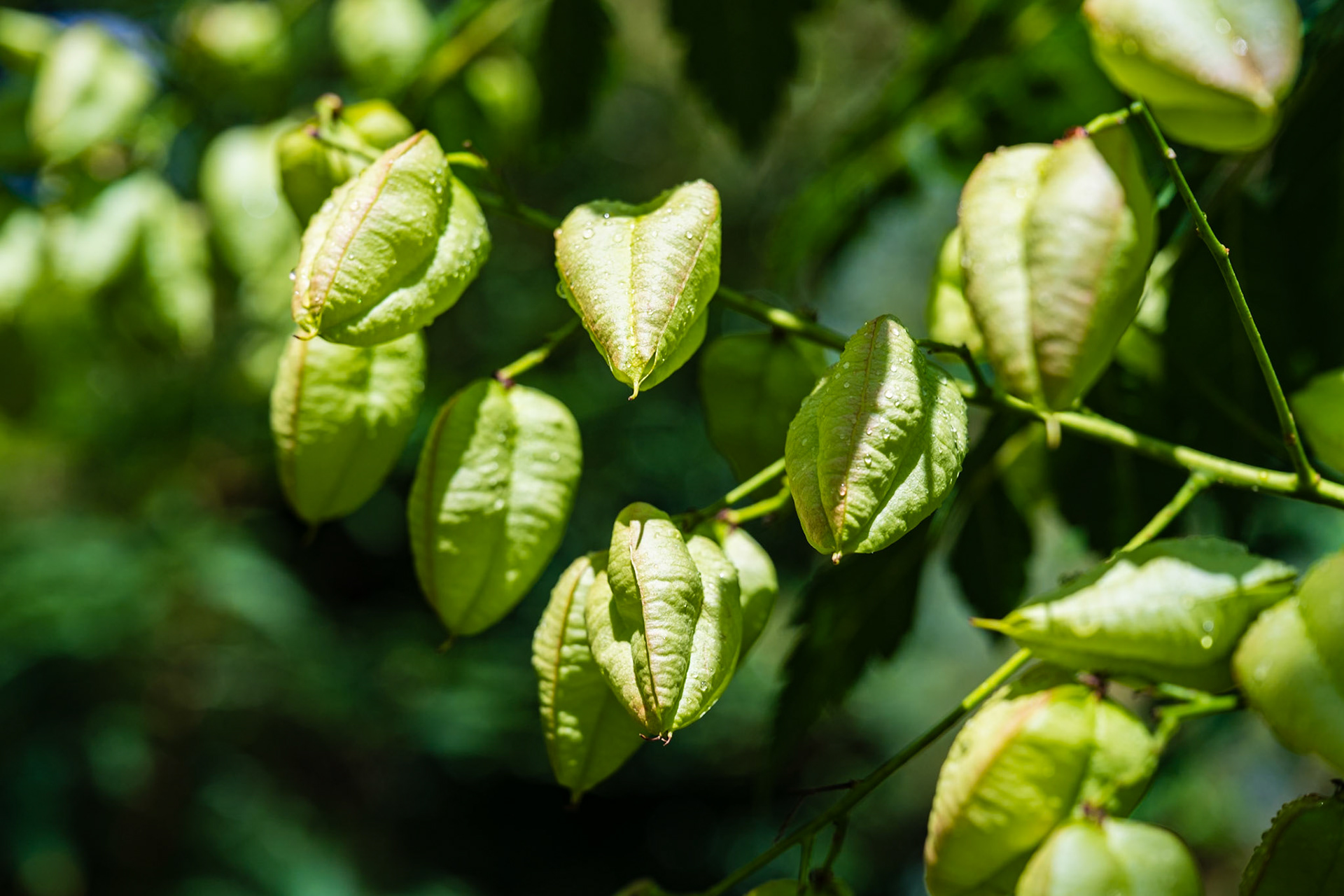 Domaine de Chaumont-sur-Loire