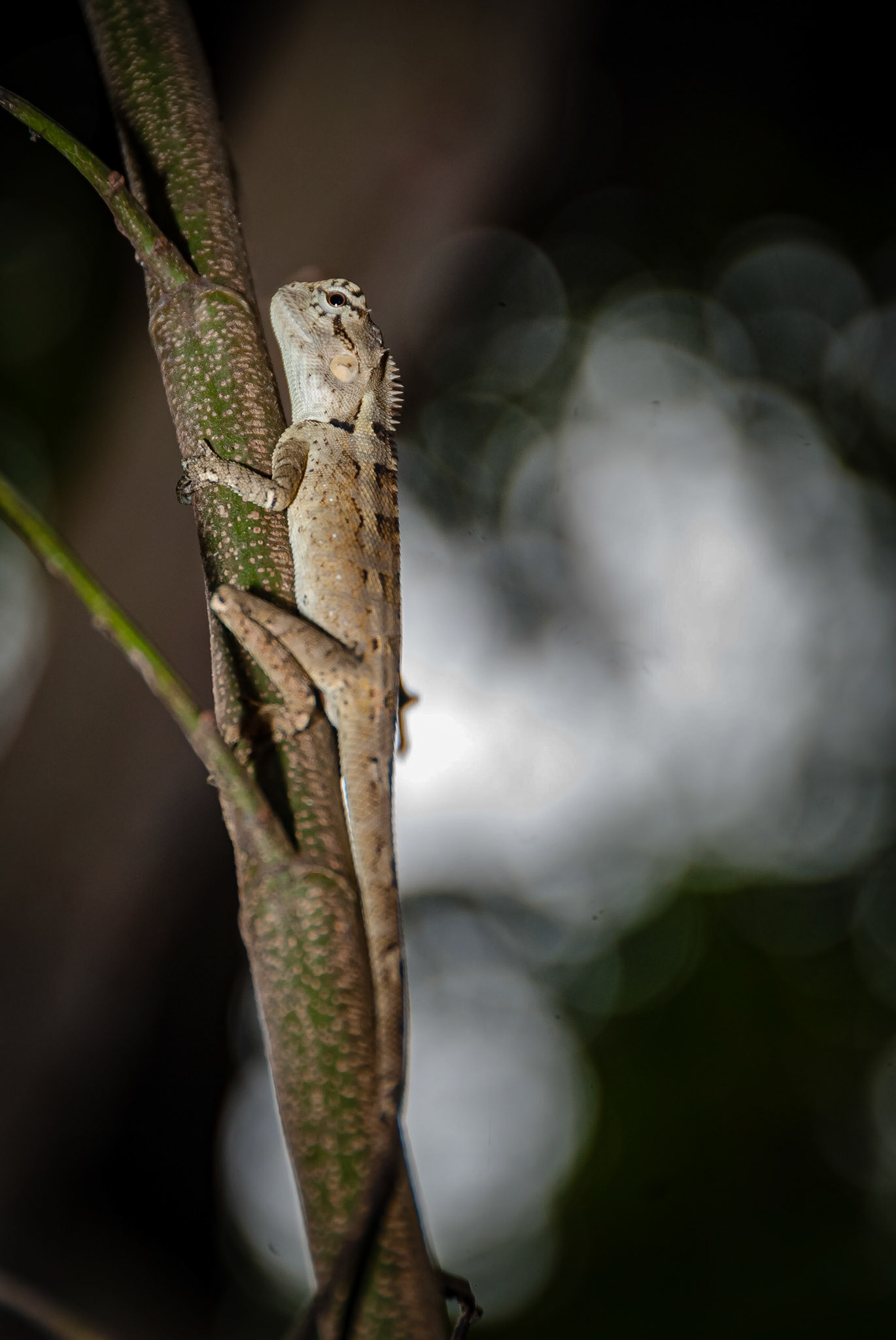 Khao Yai National Park