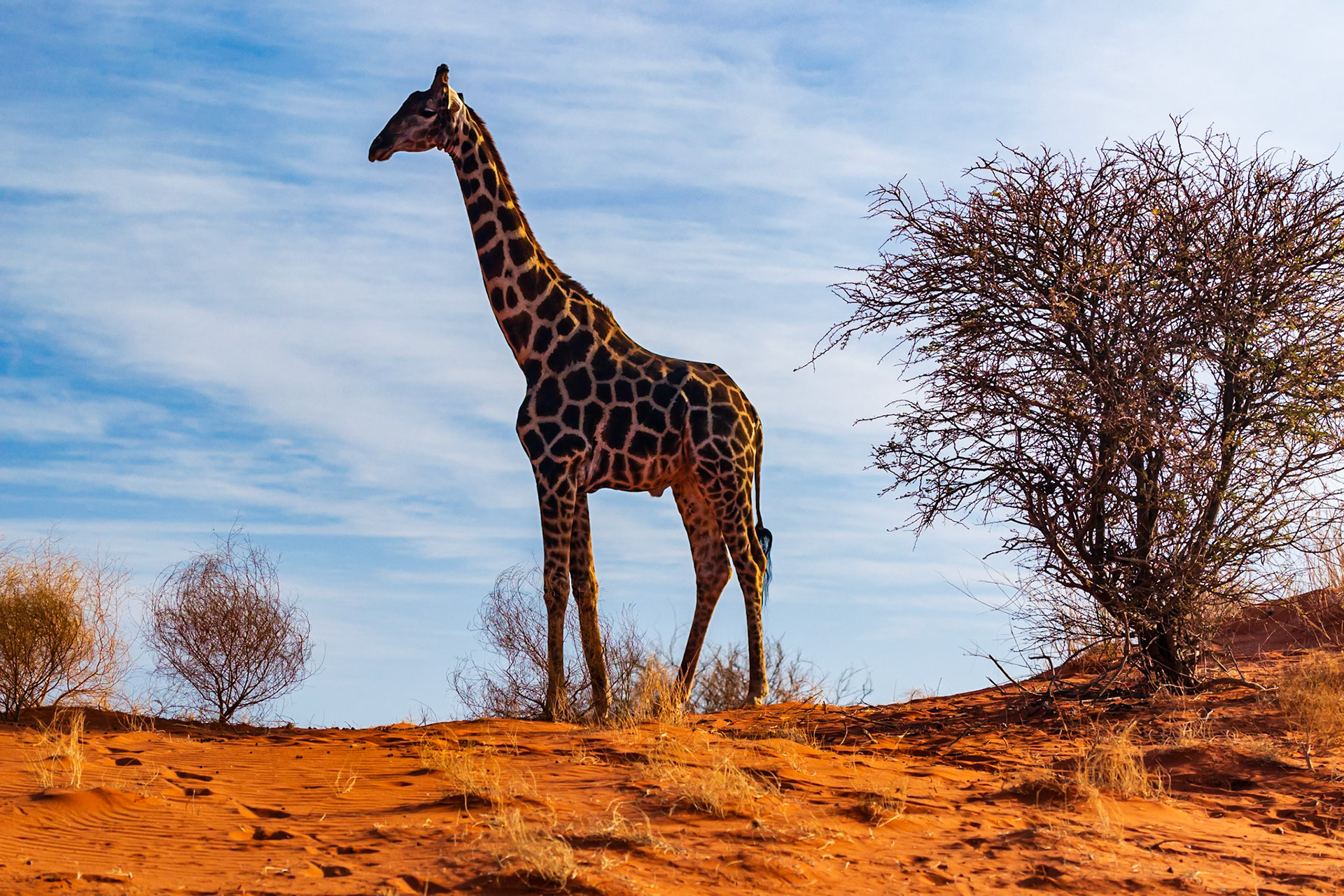 Bagatelle Kalahari Game Ranch, Mariental