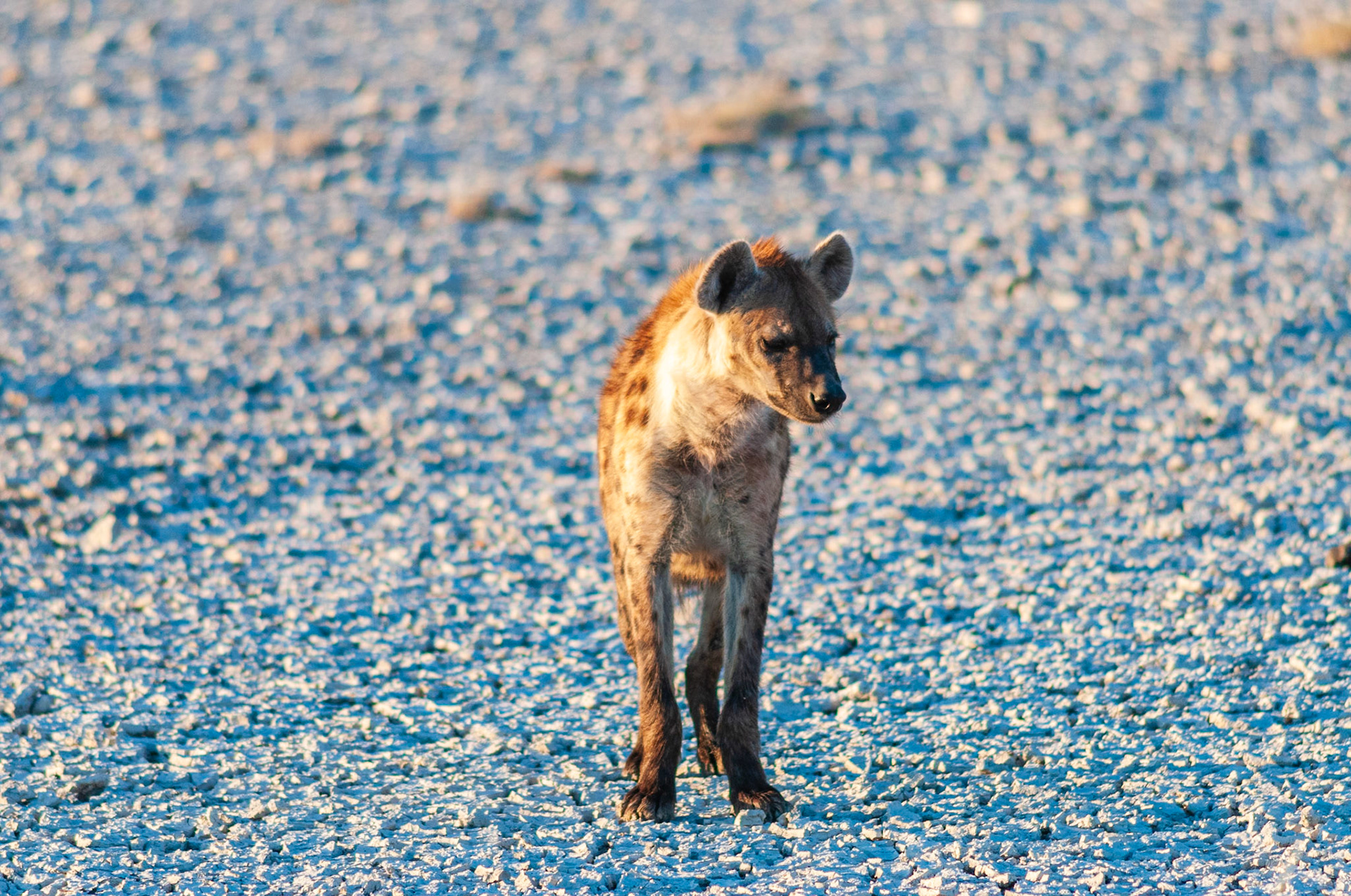 Etosha National Park