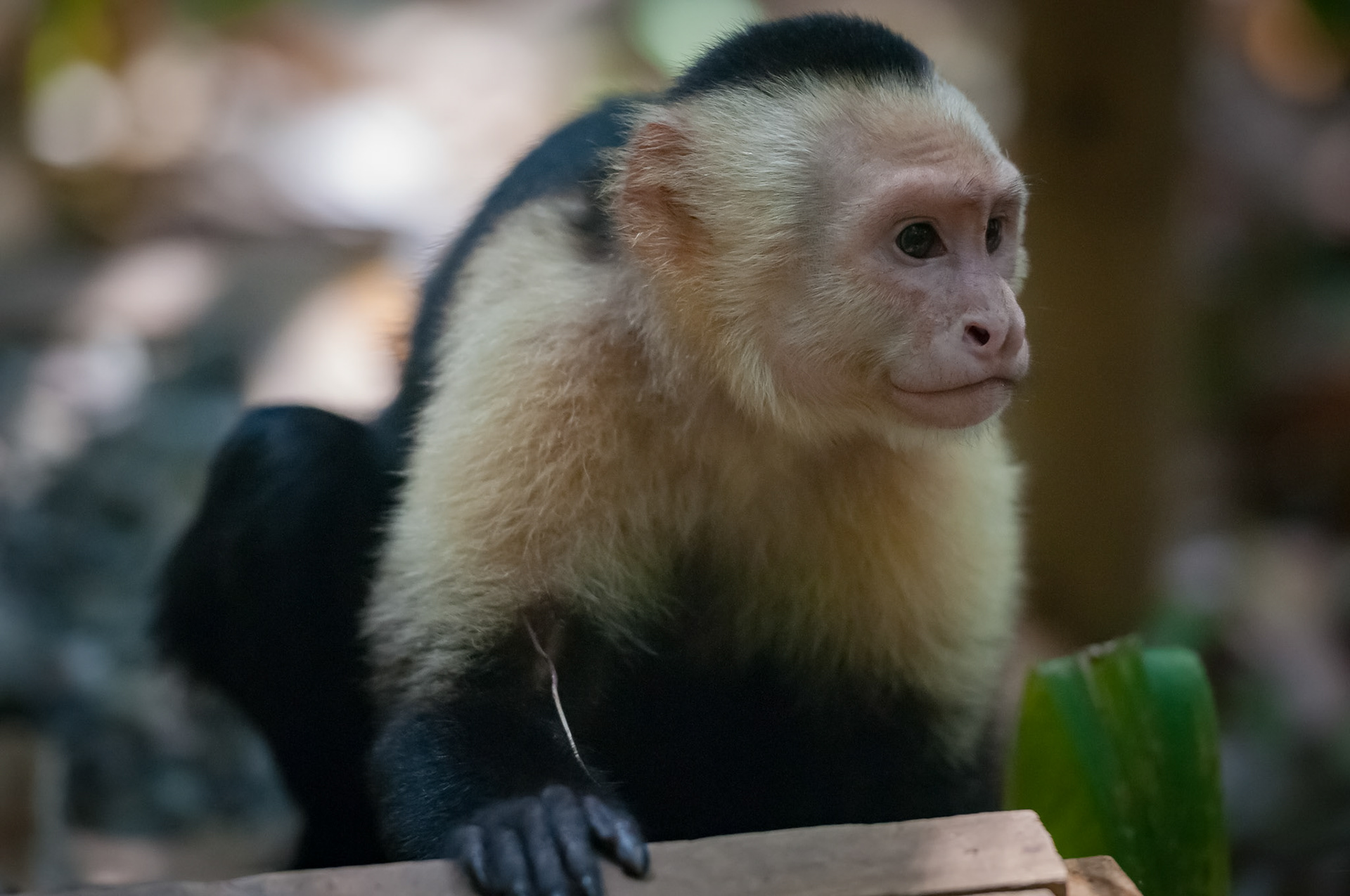 Parque Nacional Manuel Antonio