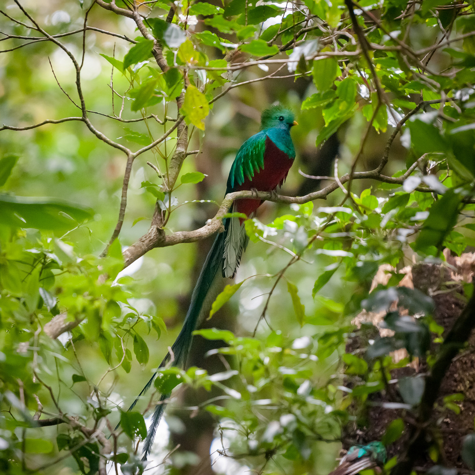 Reserva Biologica Bosque Nuboso Monteverde
