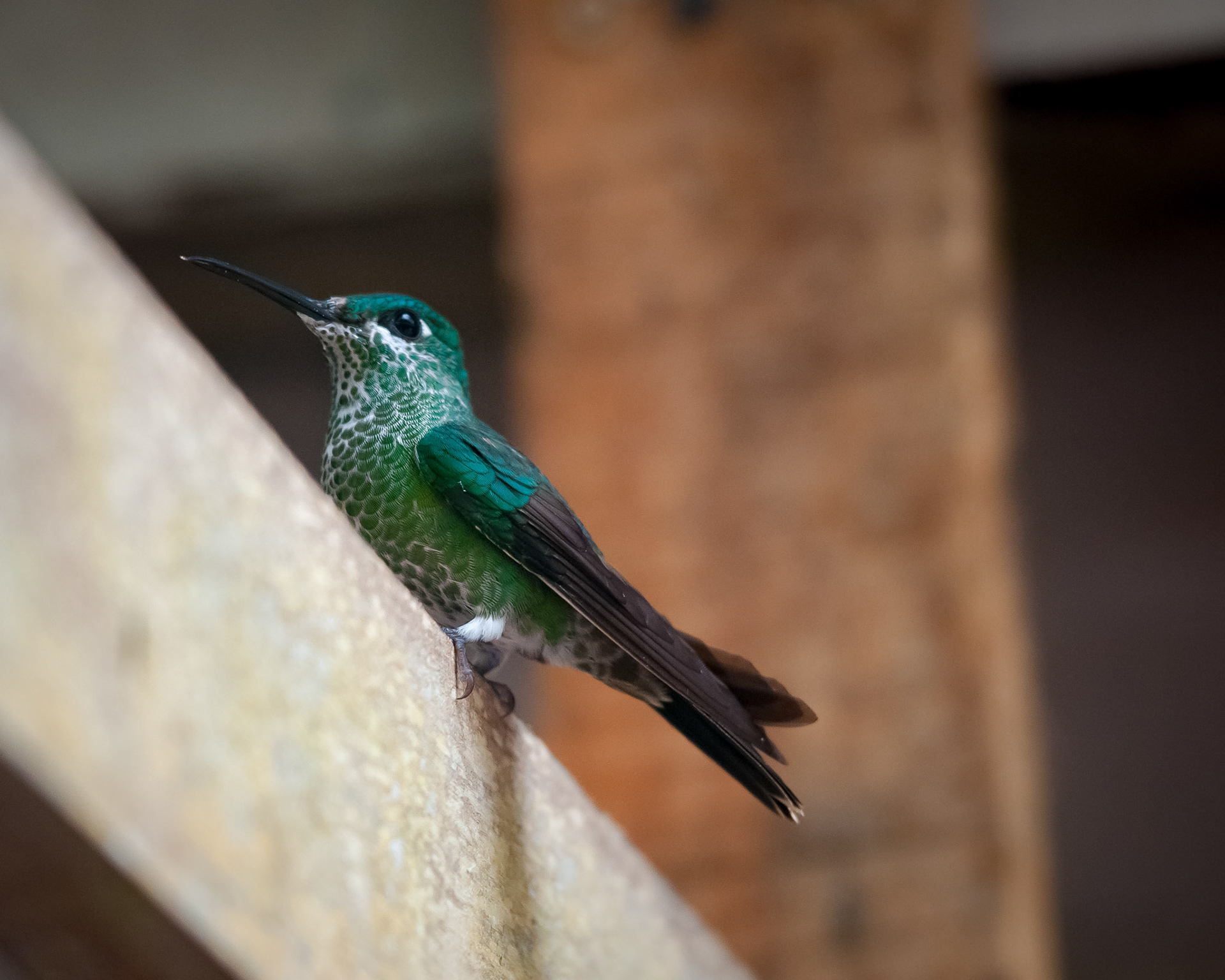 Reserva Biologica Bosque Nuboso Monteverde