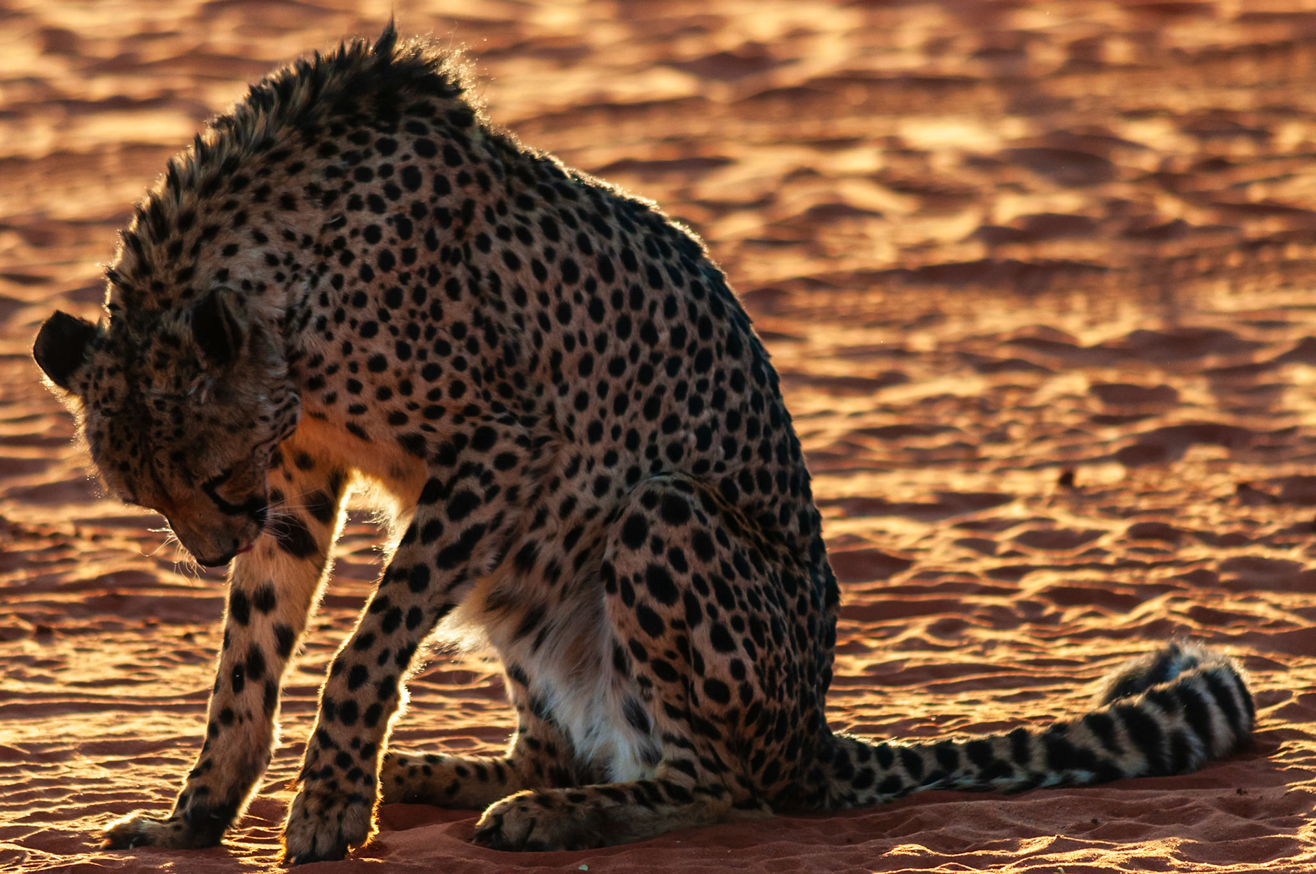Bagatelle Kalahari Game Ranch, Mariental