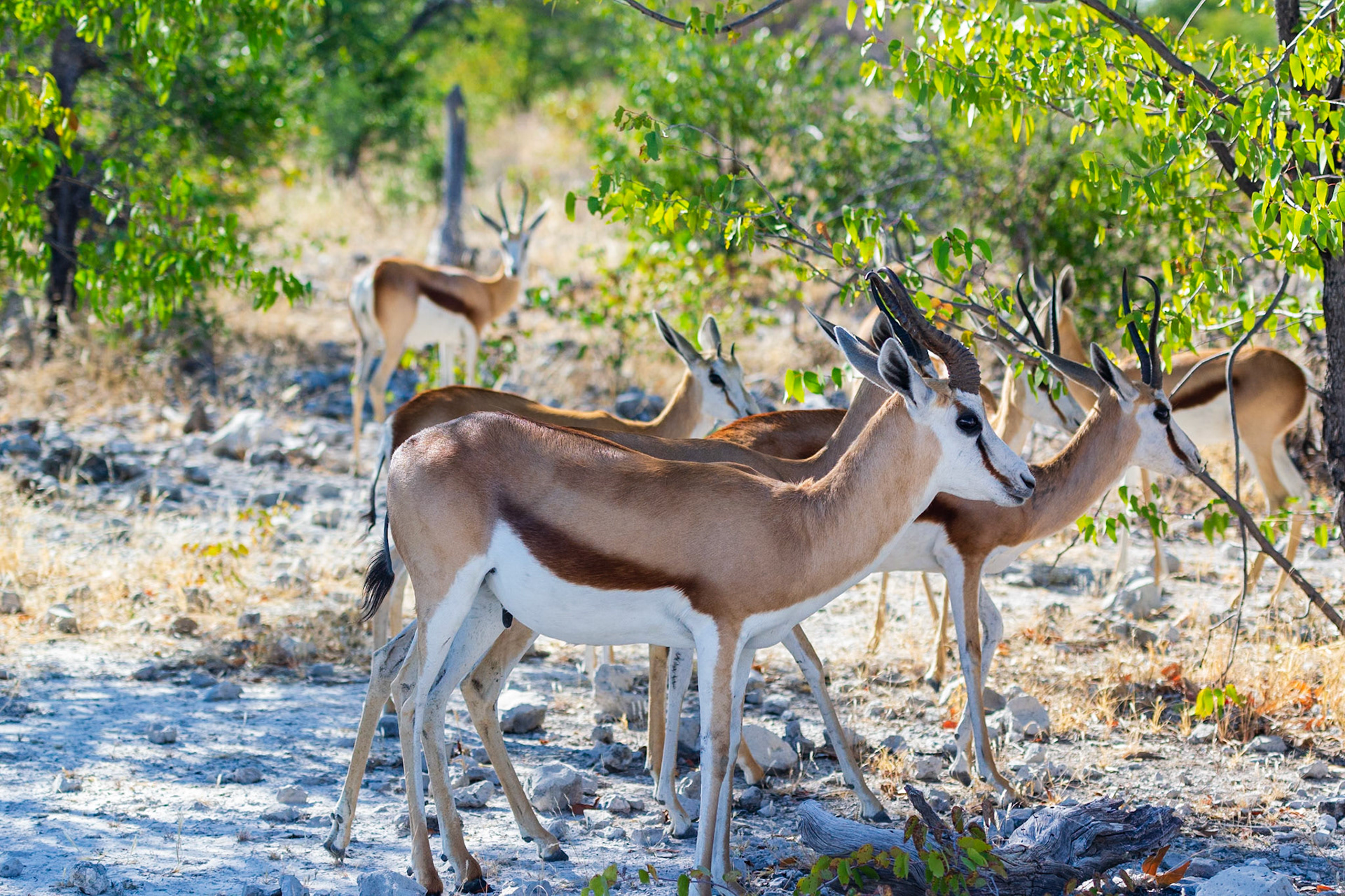 Etosha National Park
