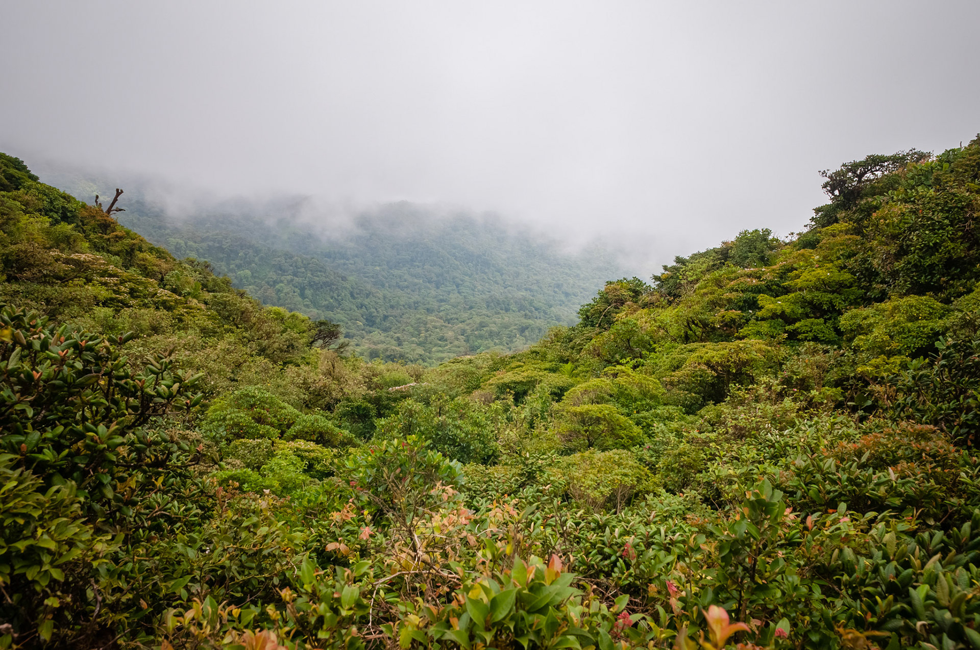 Reserva Biologica Bosque Nuboso Monteverde