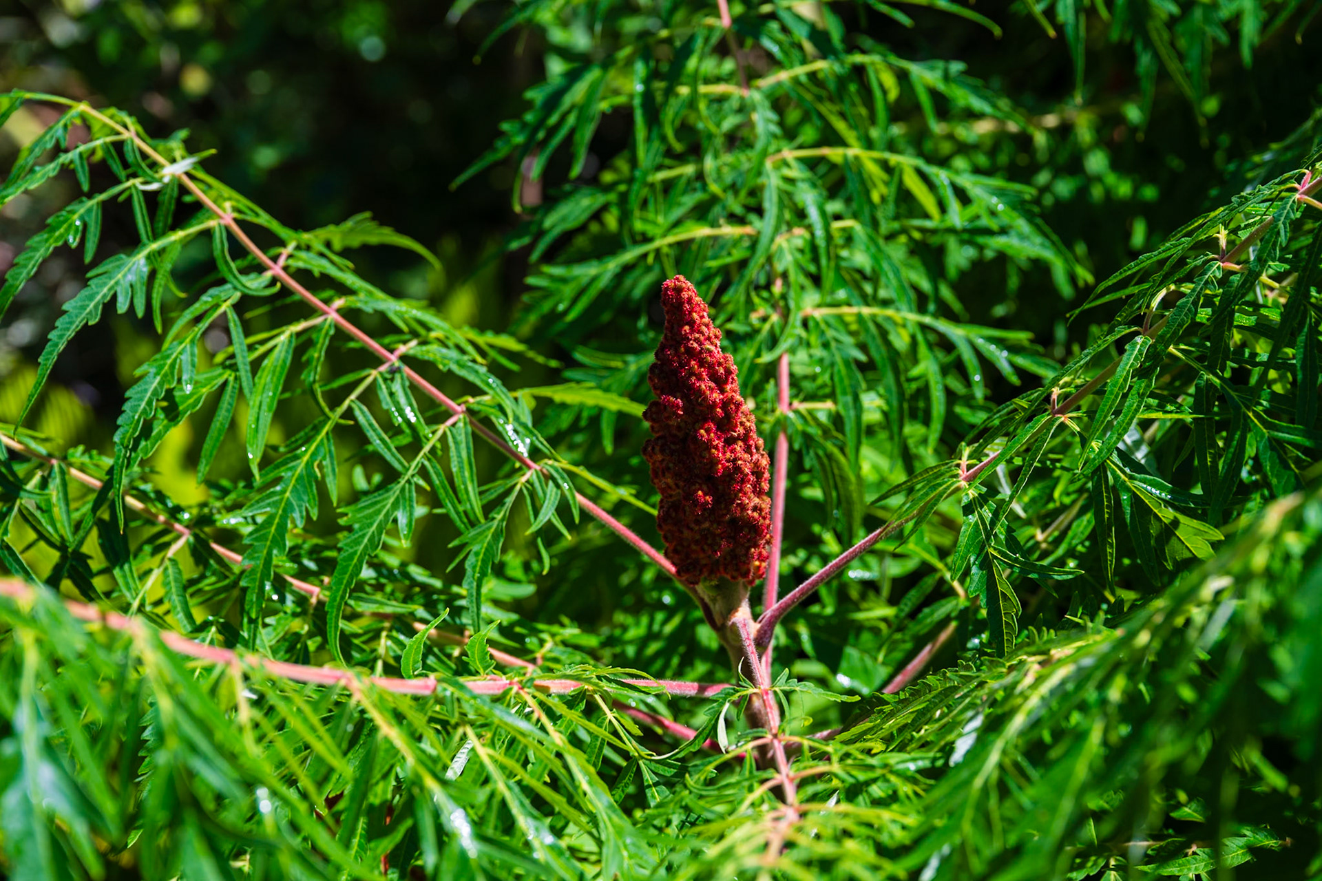Domaine de Chaumont-sur-Loire