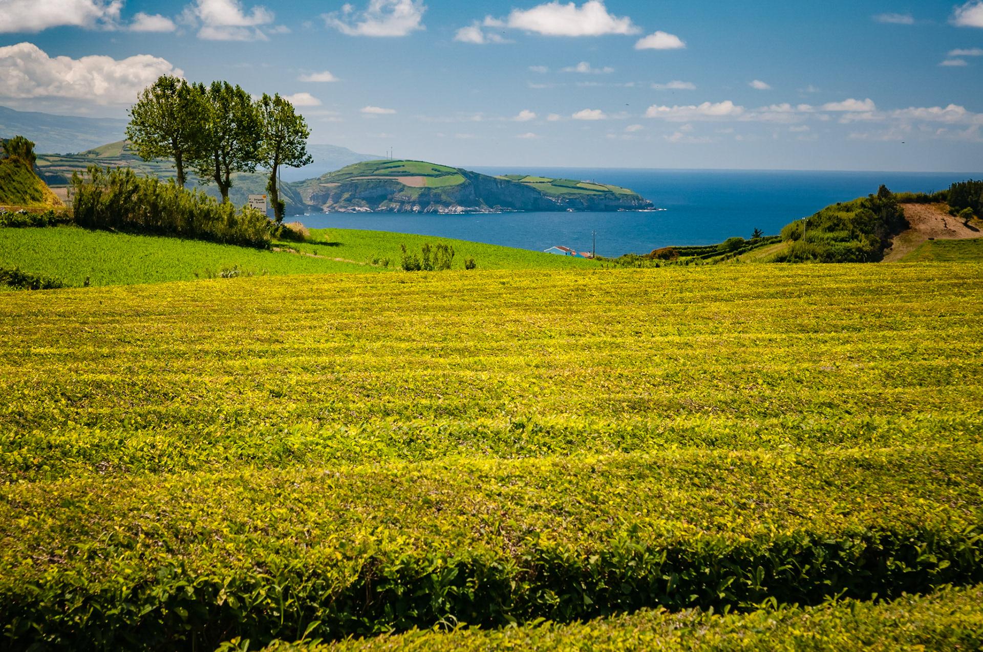 Fabrica de Cha Gorreana, Porto Formoso, São Miguel