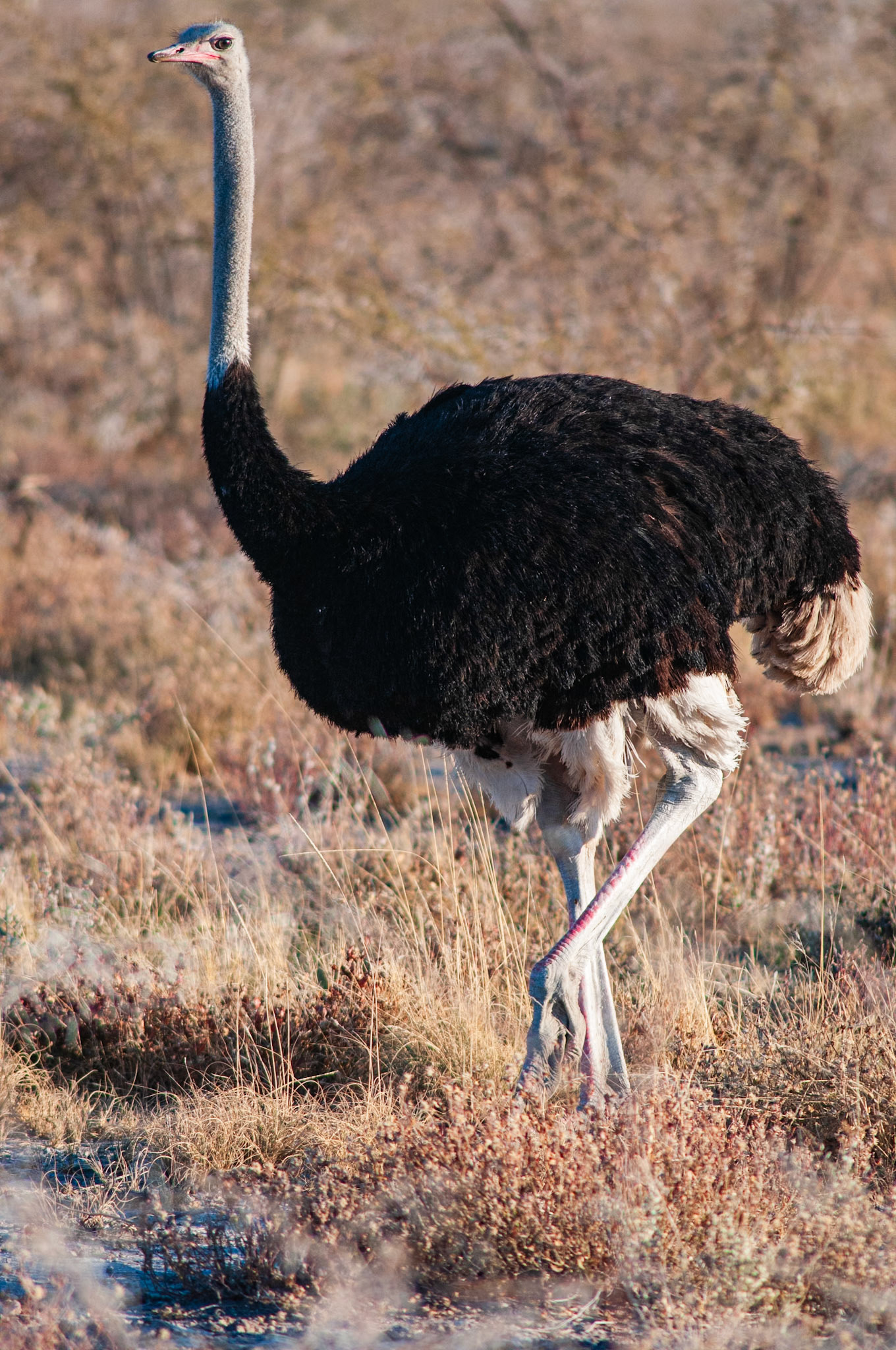Etosha National Park