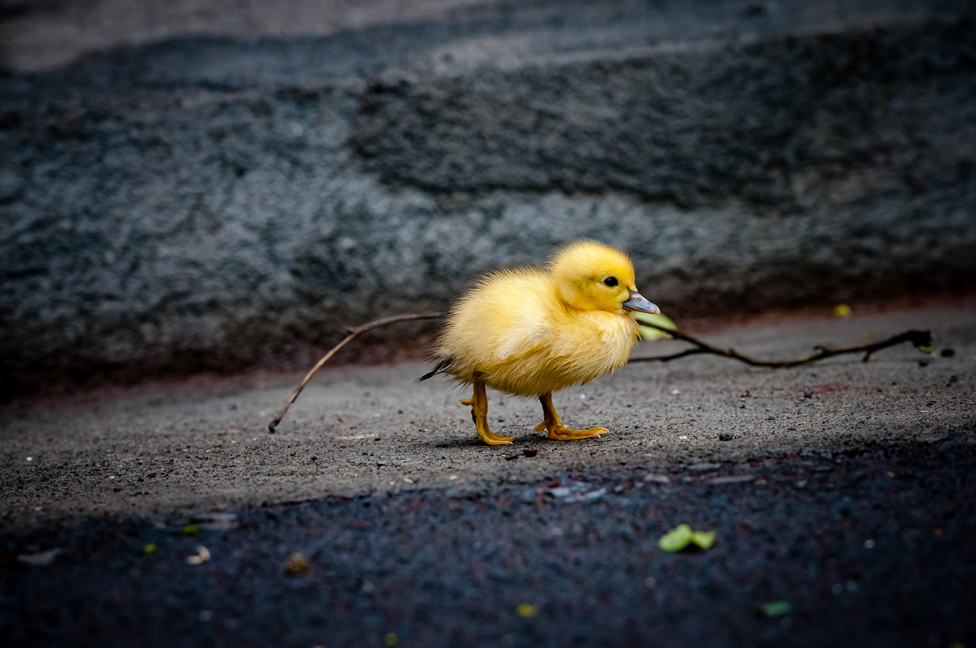 Parque Florestal das Sete Fonte, São Jorge