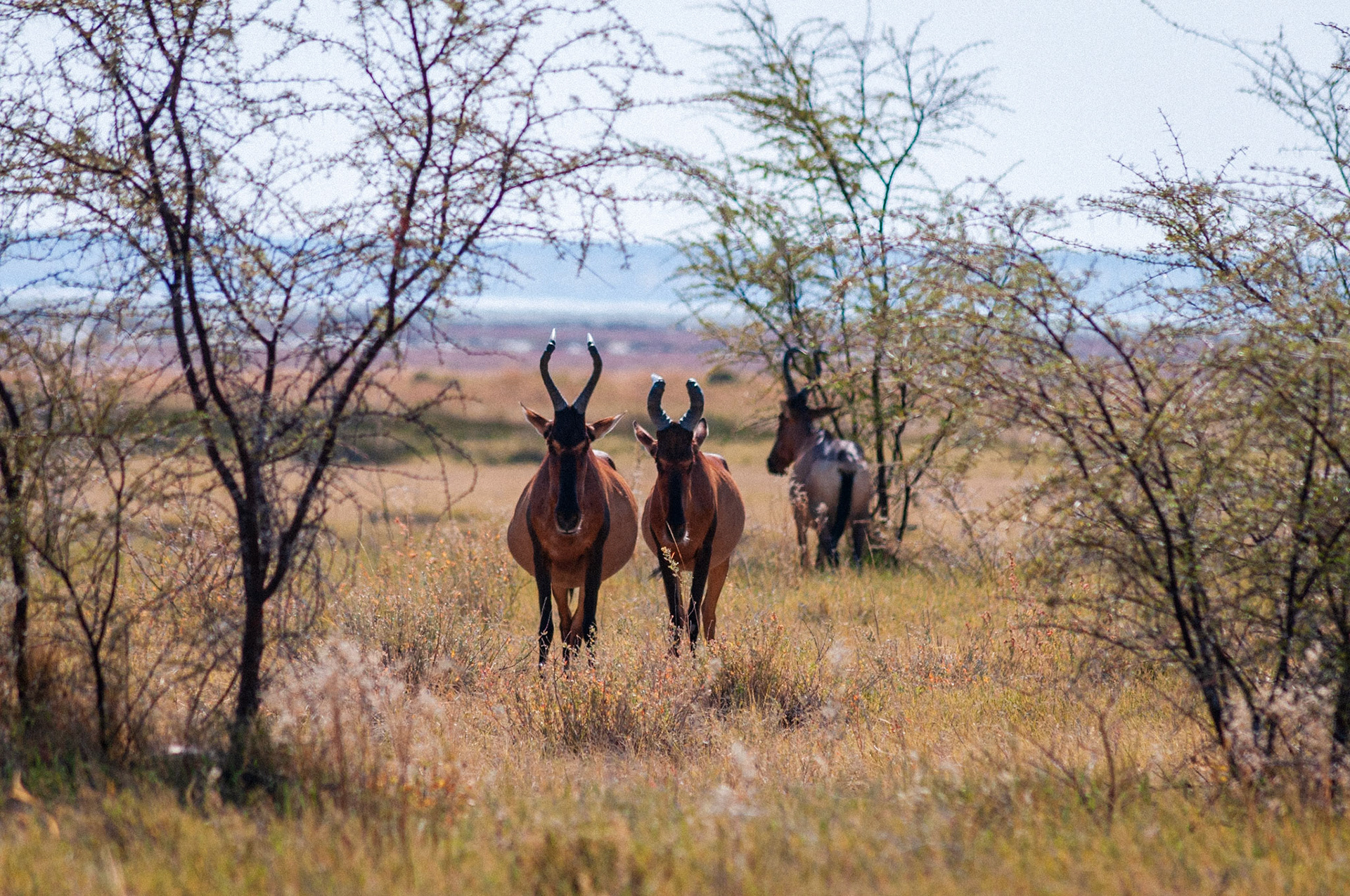 Etosha National Park