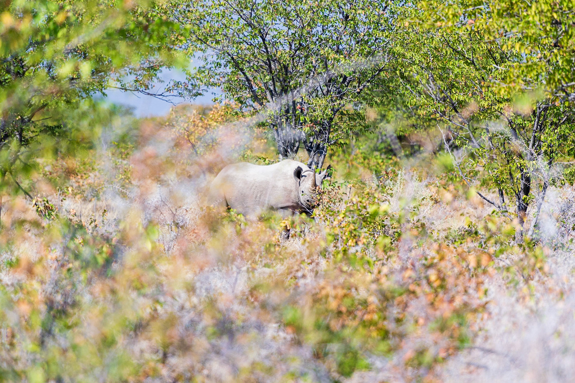 Etosha National Park
