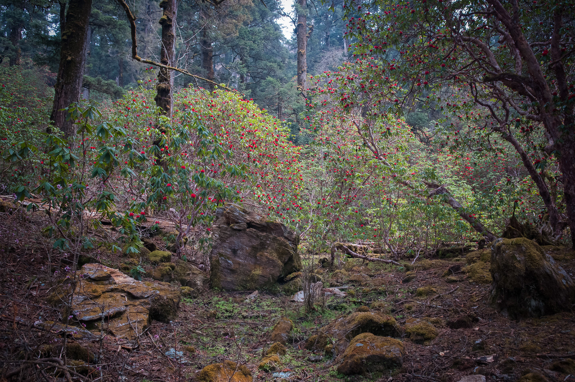 Entre Thulo Syabru (2210m) et Chandanbari (3330m)