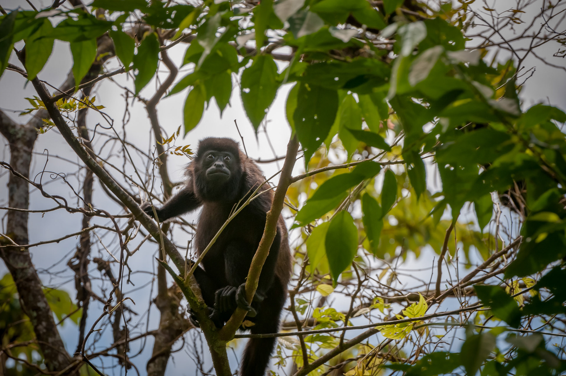 Mantled Howler Monkey, Casitas Tenorio B&B and Farm, Bijagua