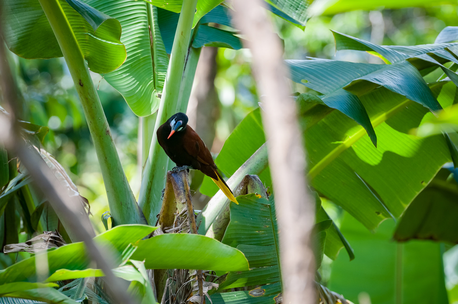 Casitas Tenorio B&B and Farm, Bijagua