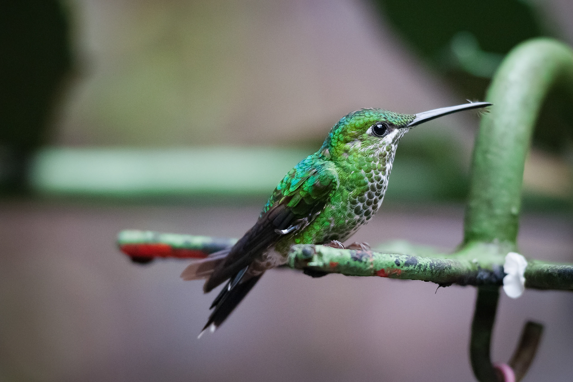Selvatura Adventure Park, Santa Elena
