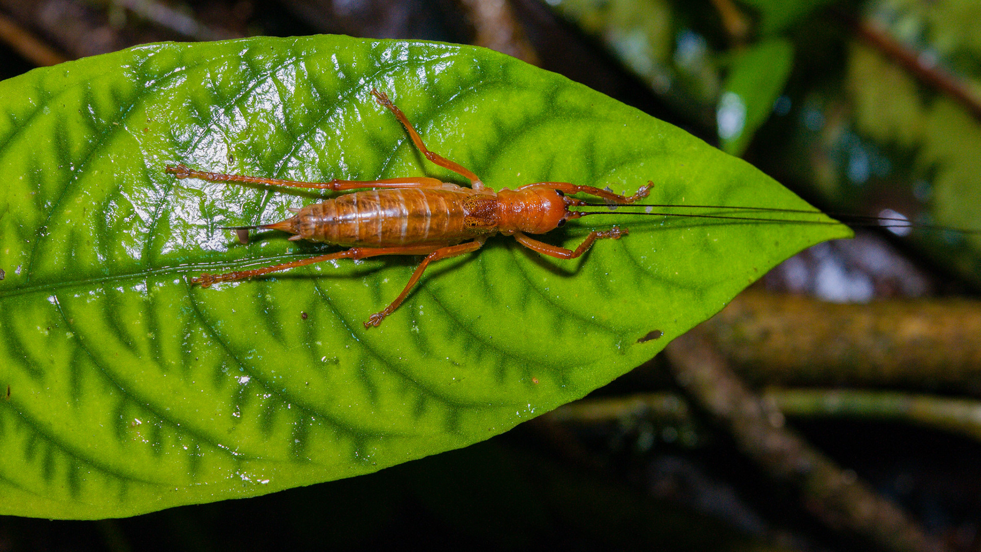 Reserva Biologica Bosque Nuboso Monteverde