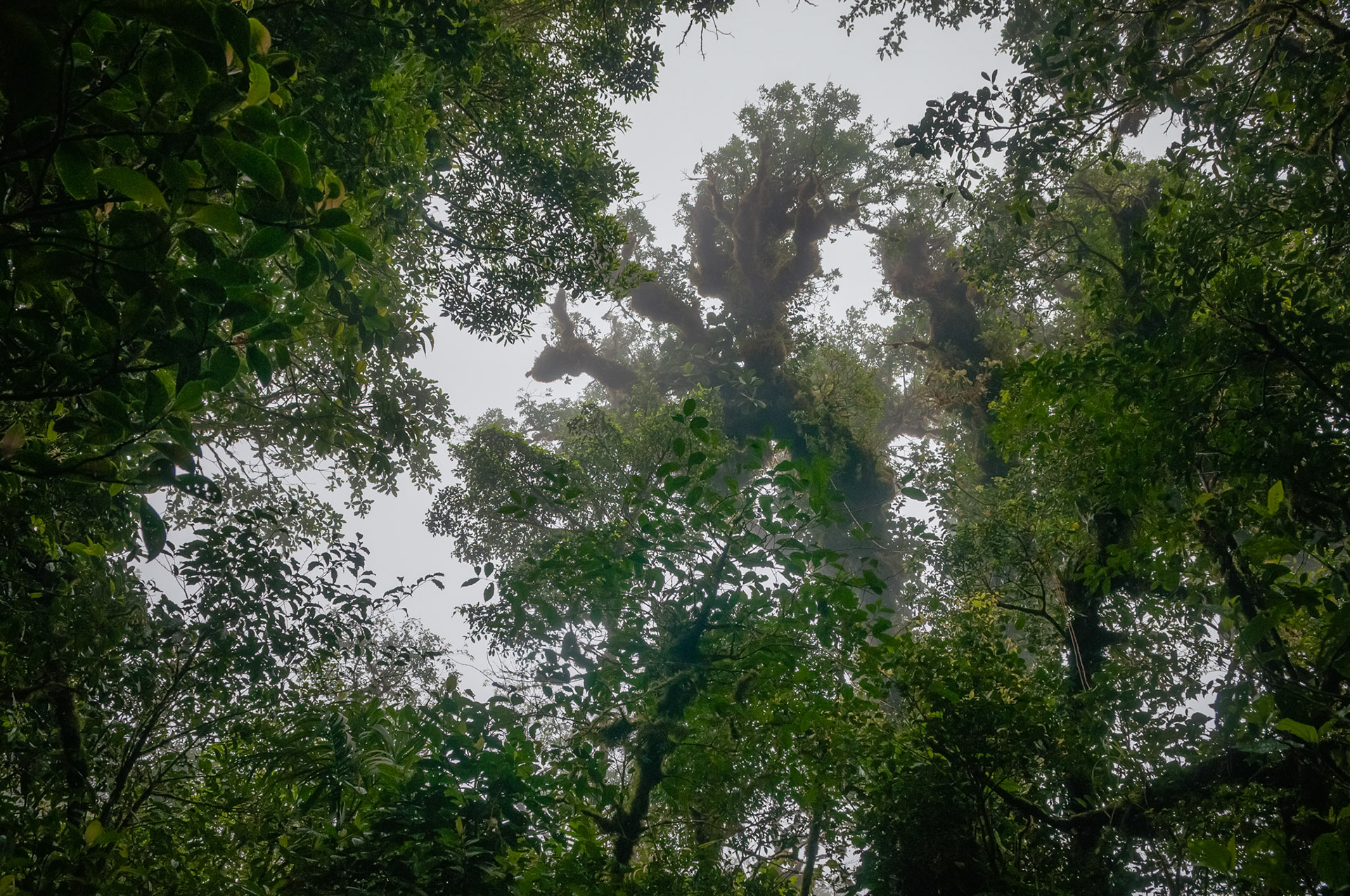 Reserva Biologica Bosque Nuboso Monteverde
