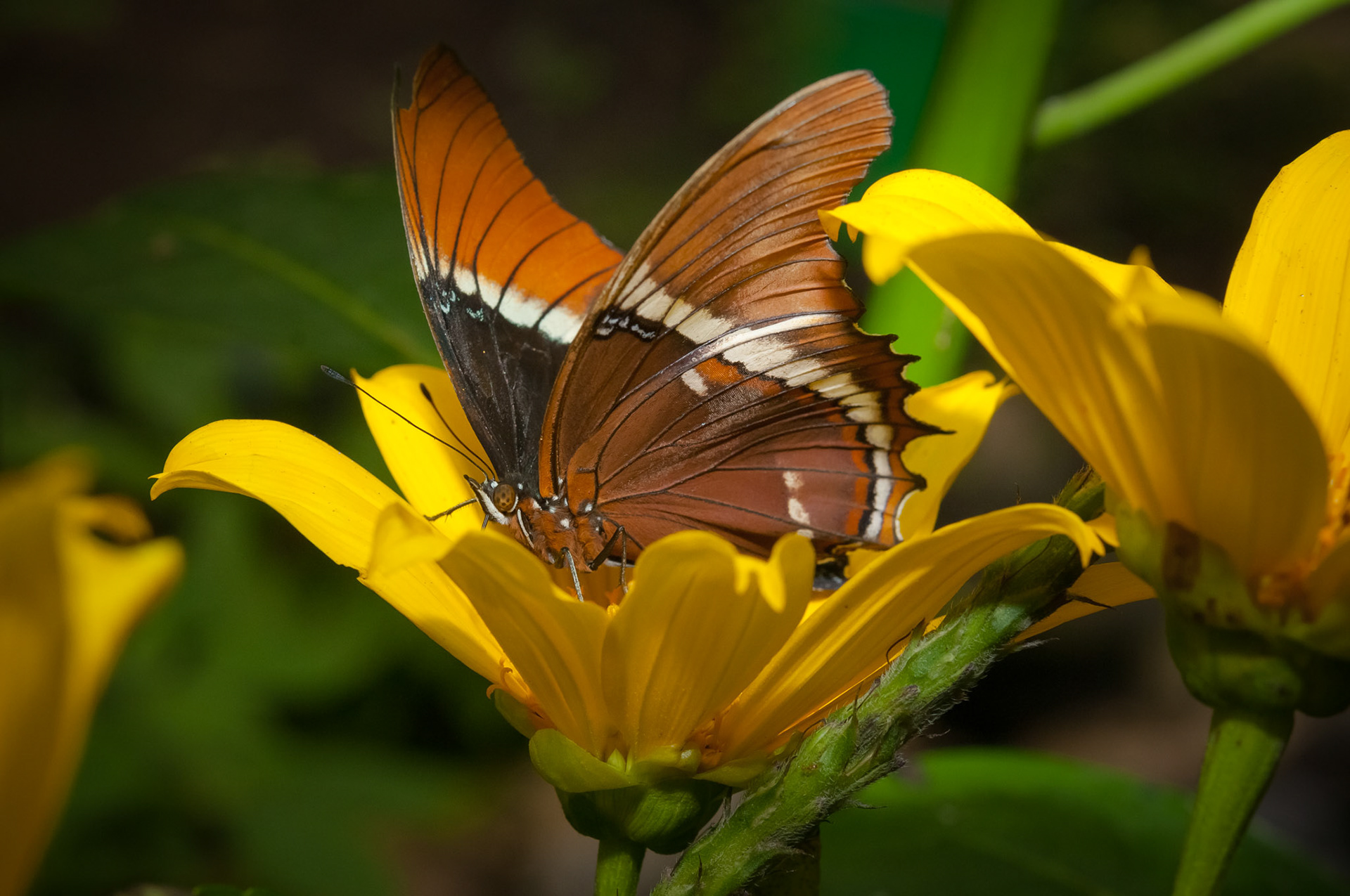 Butterfly Conservatory, El Castillo