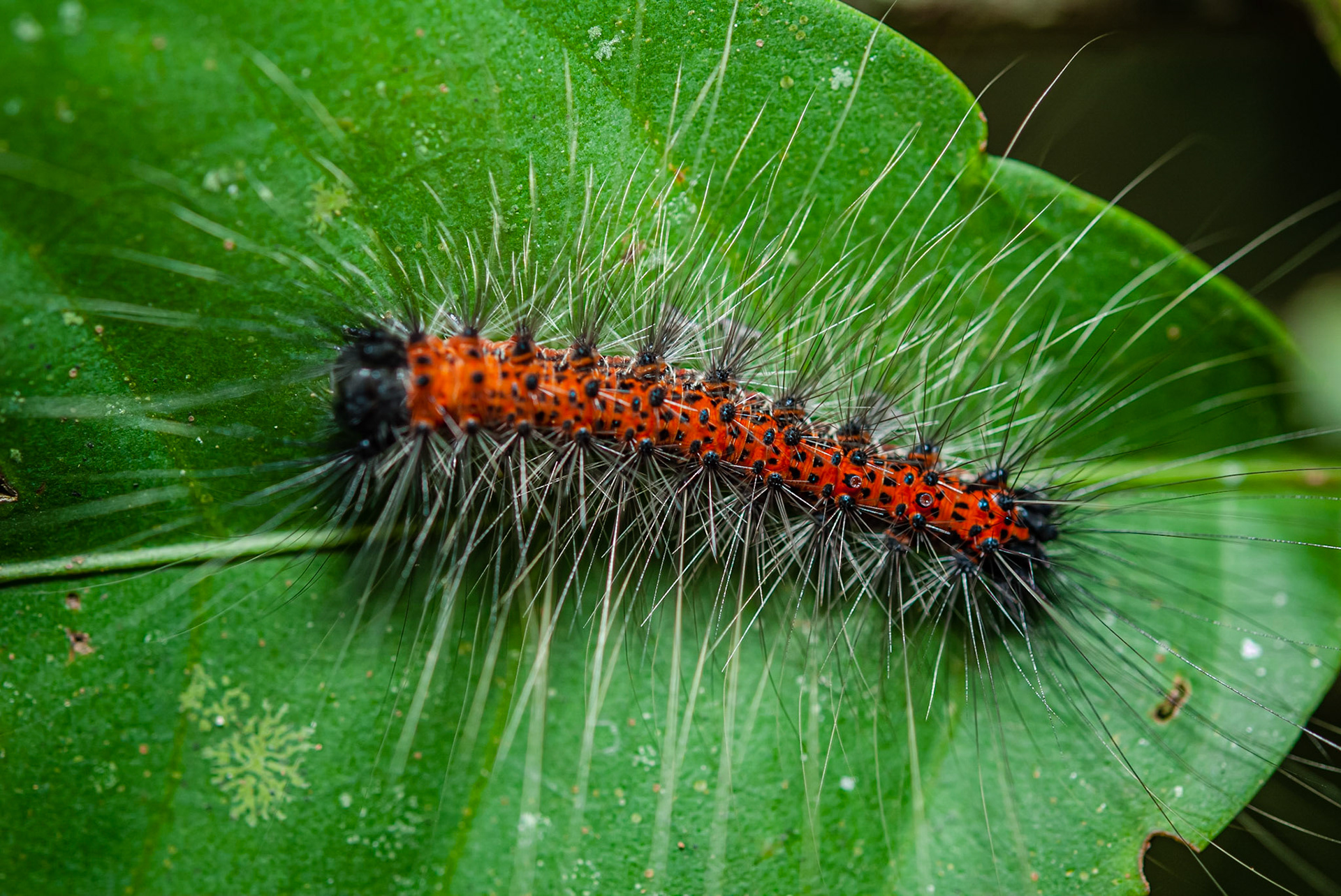 Khao Yai National Park