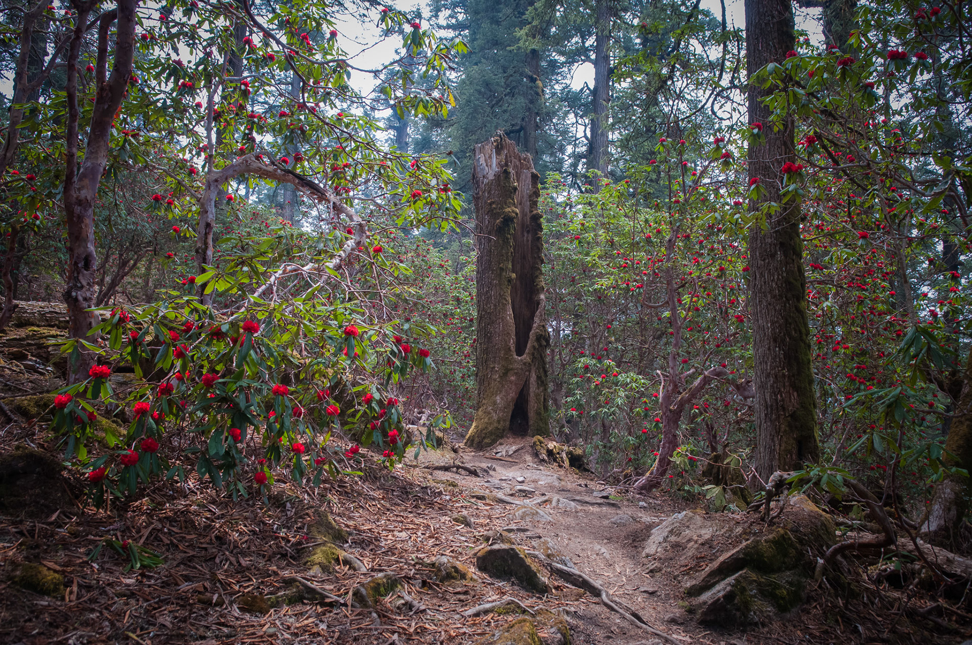 Entre Thulo Syabru (2210m) et Chandanbari (3330m)