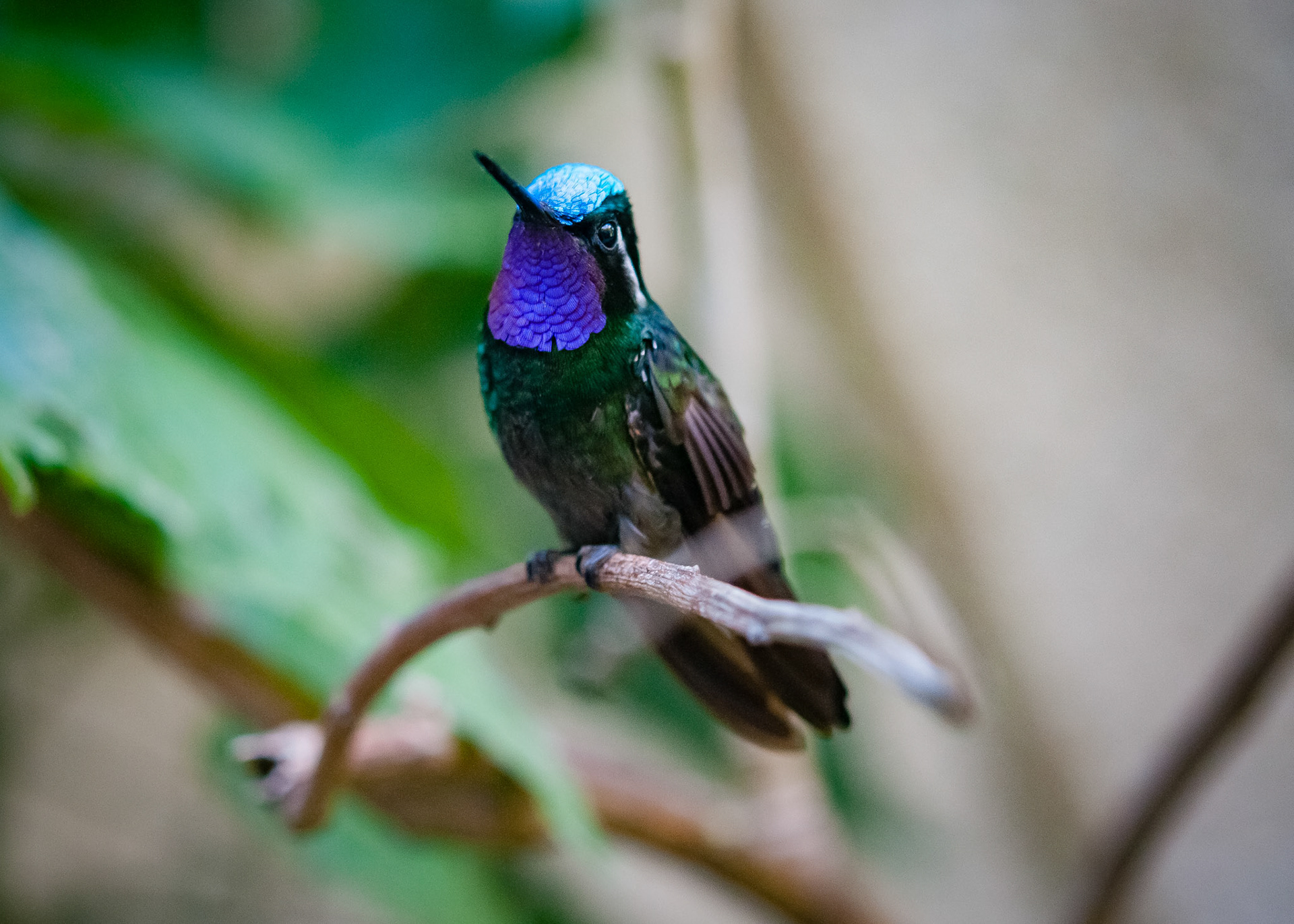 Reserva Biologica Bosque Nuboso Monteverde