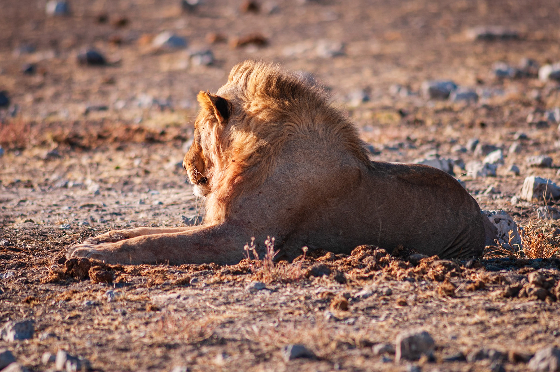 Etosha National Park