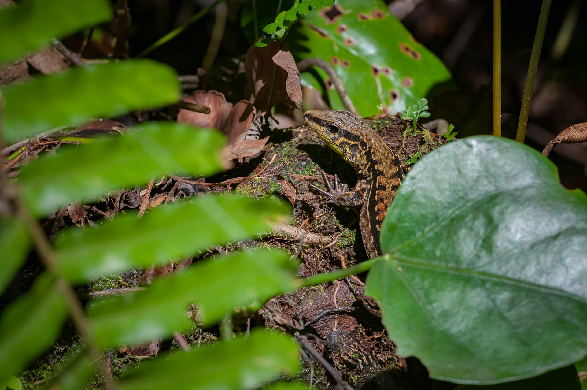 Parque National Volcan Arenal