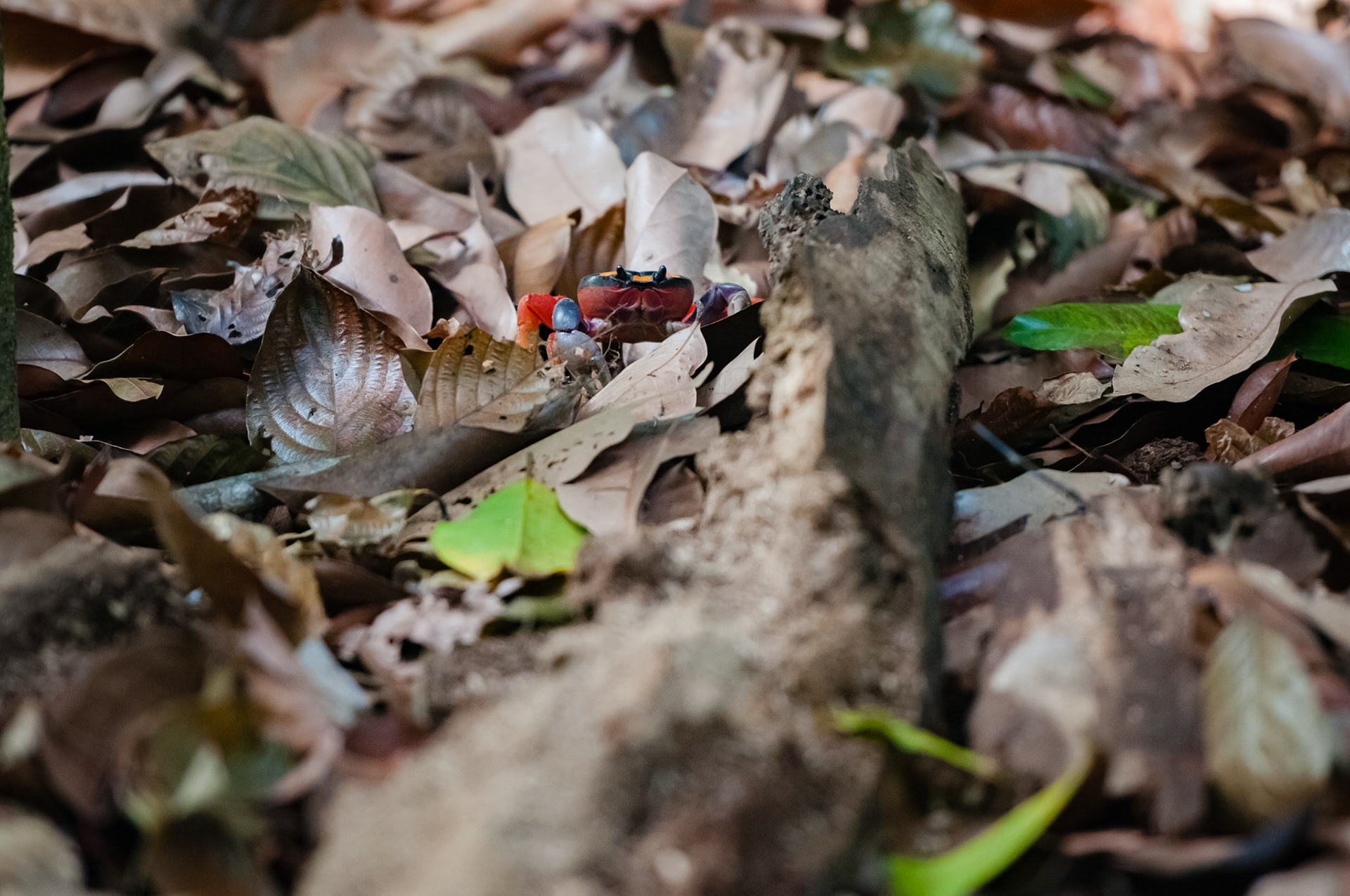Parque Nacional Manuel Antonio