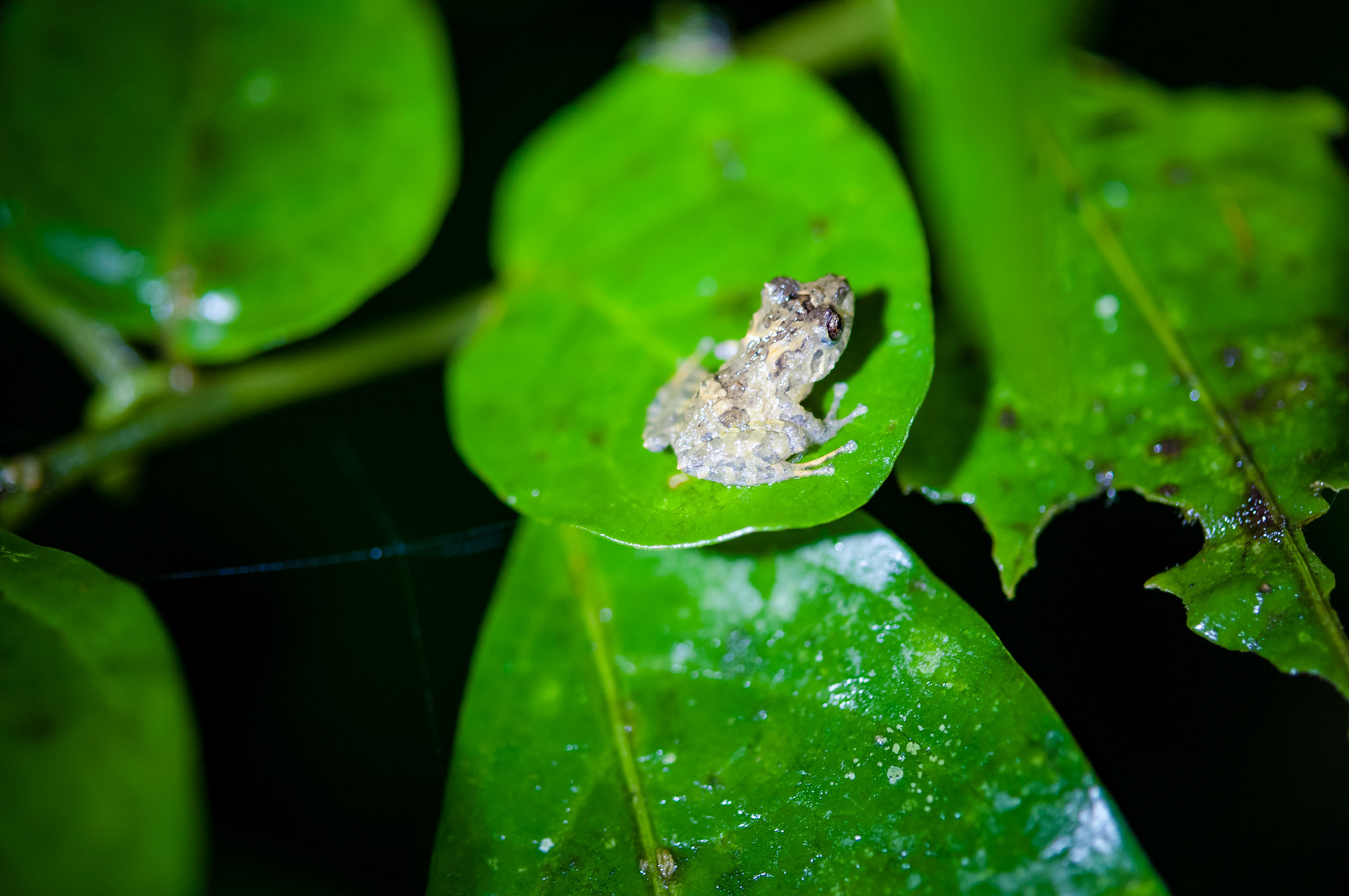 Reserva Biologica Bosque Nuboso Monteverde