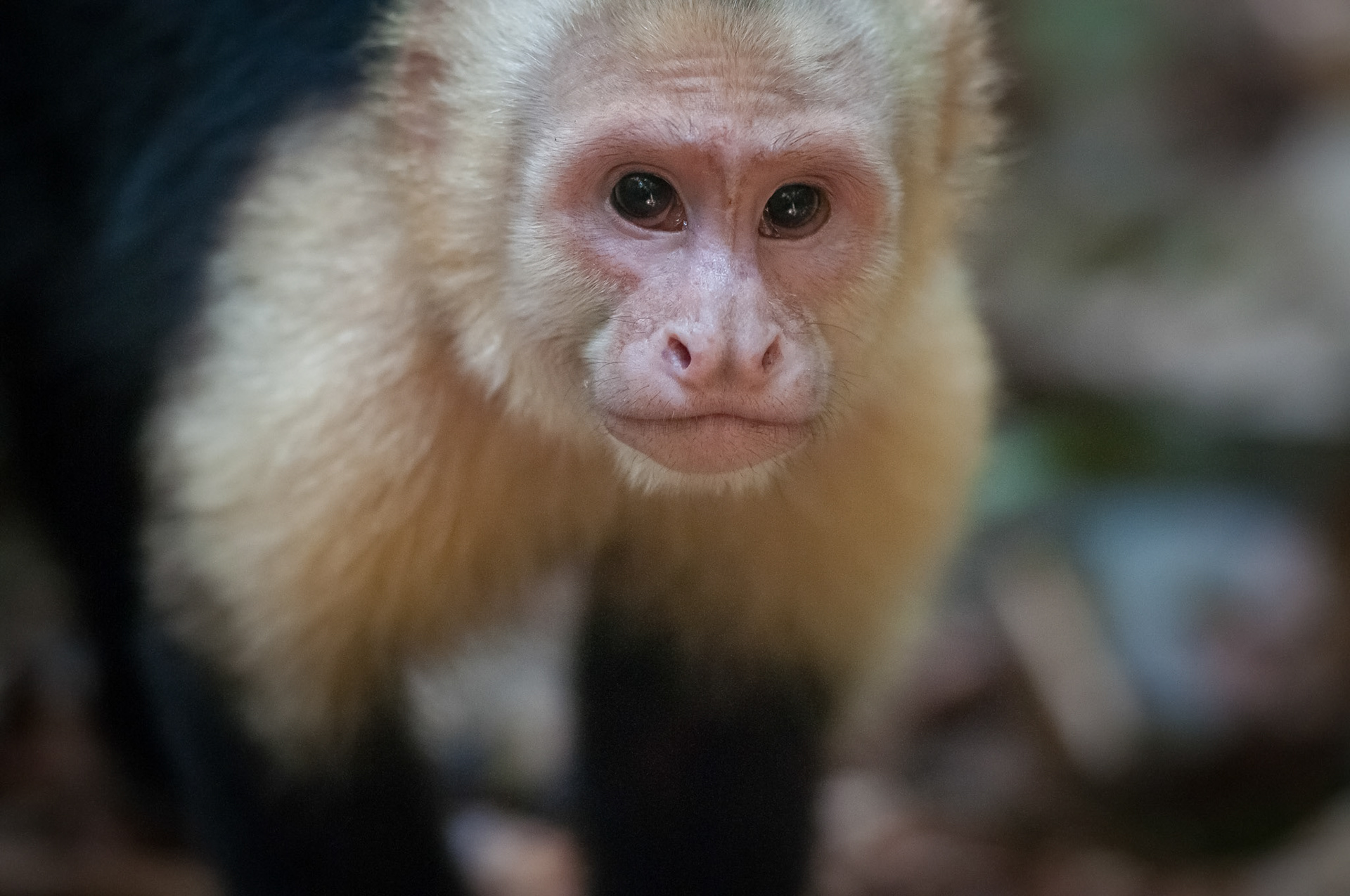 Parque Nacional Manuel Antonio