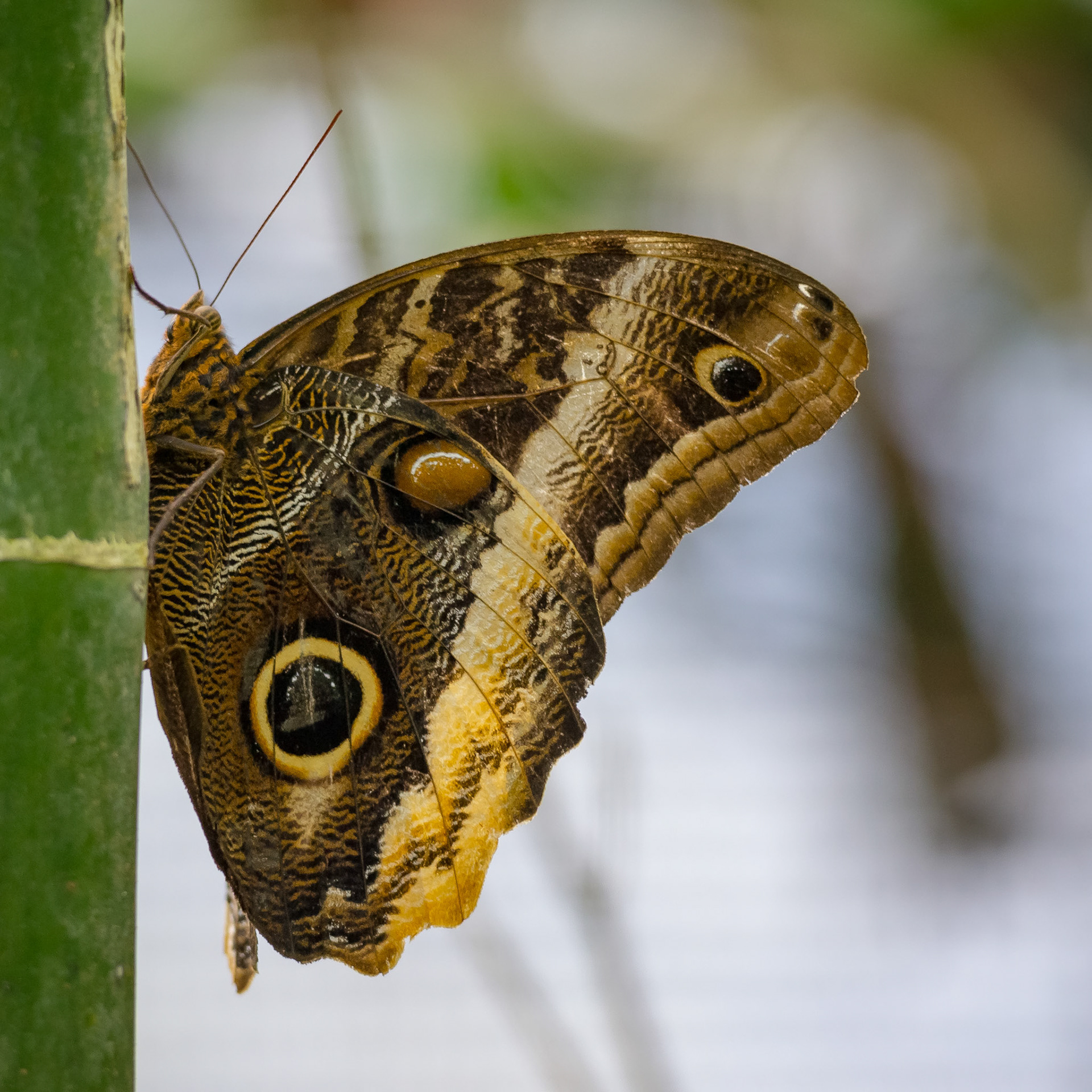 Butterfly Conservatory, El Castillo