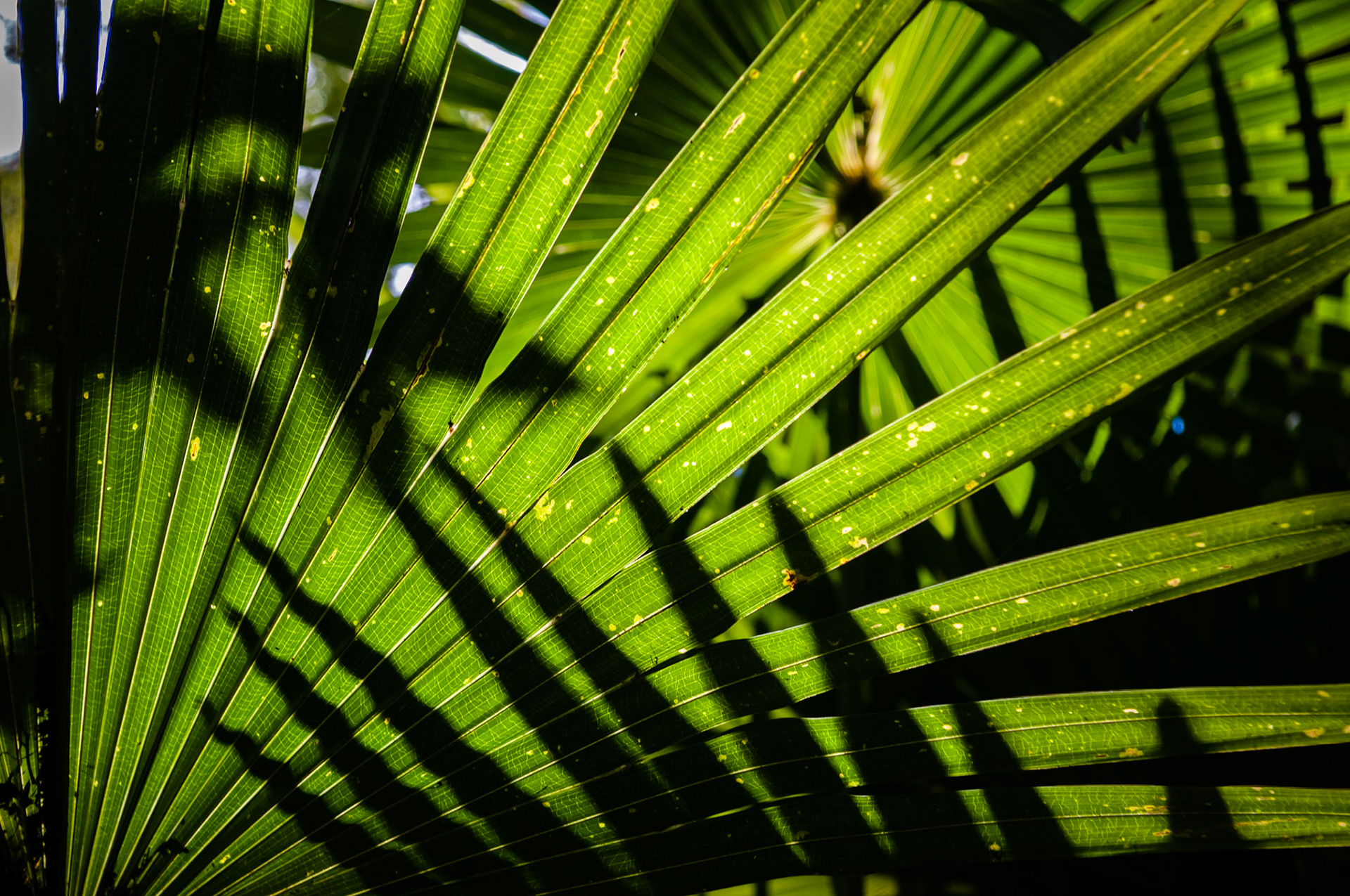 Jardim José do Canto, Ponta Delgada, São Miguel