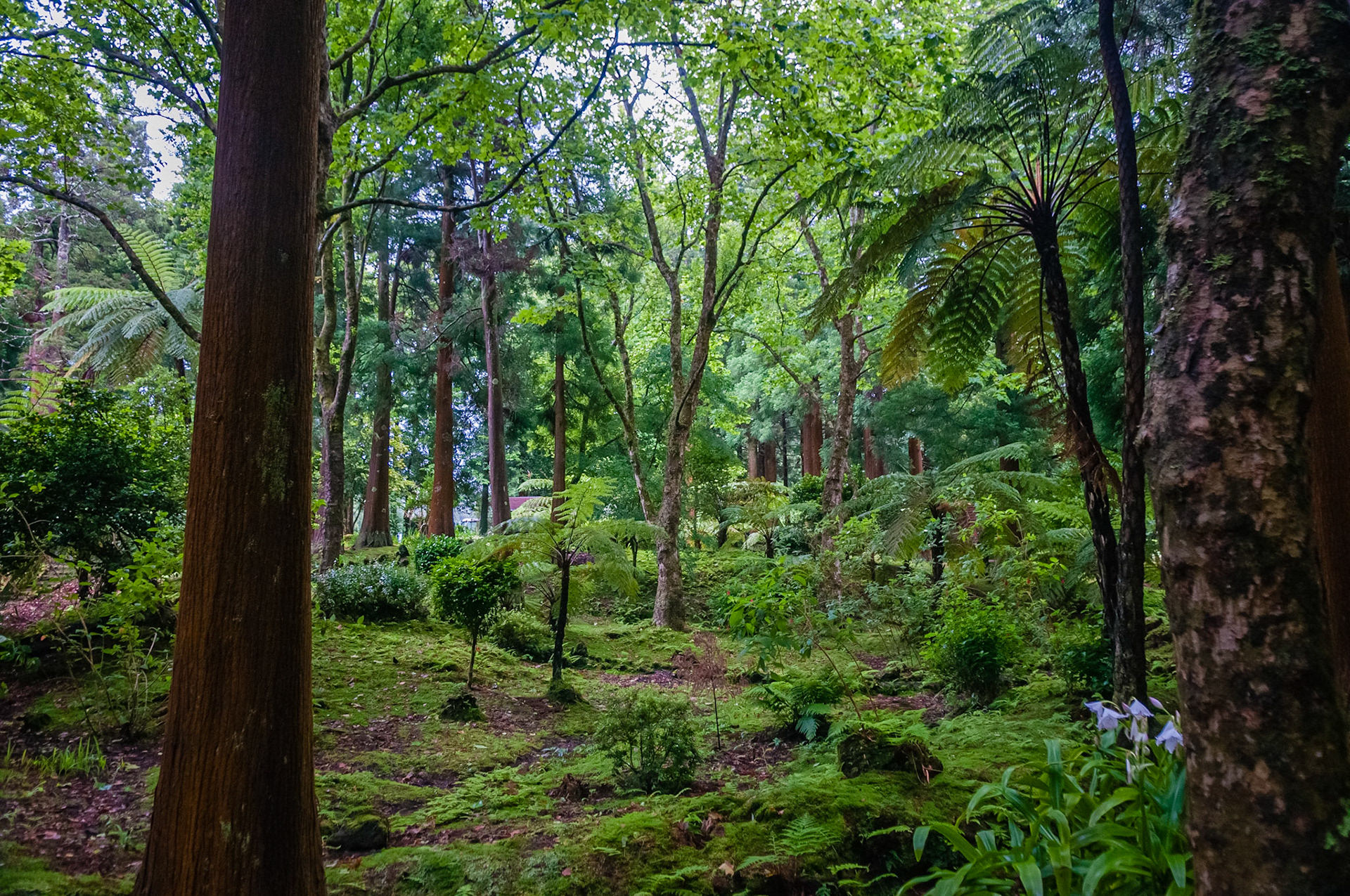 Parque Florestal das Sete Fonte, São Jorge