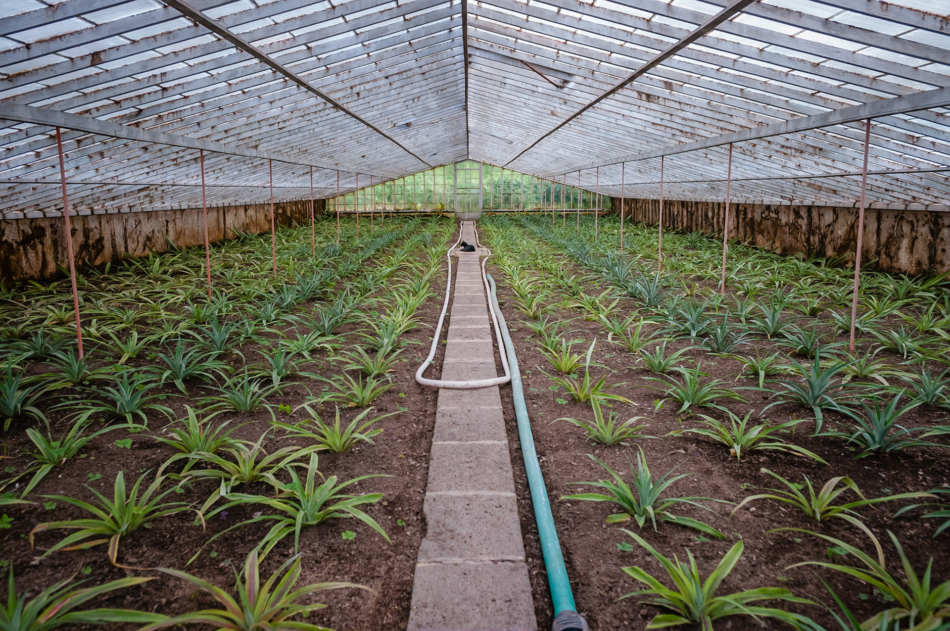 Plantation Ananas Augusto Arruda, Fajã do Baixo, São Miguel