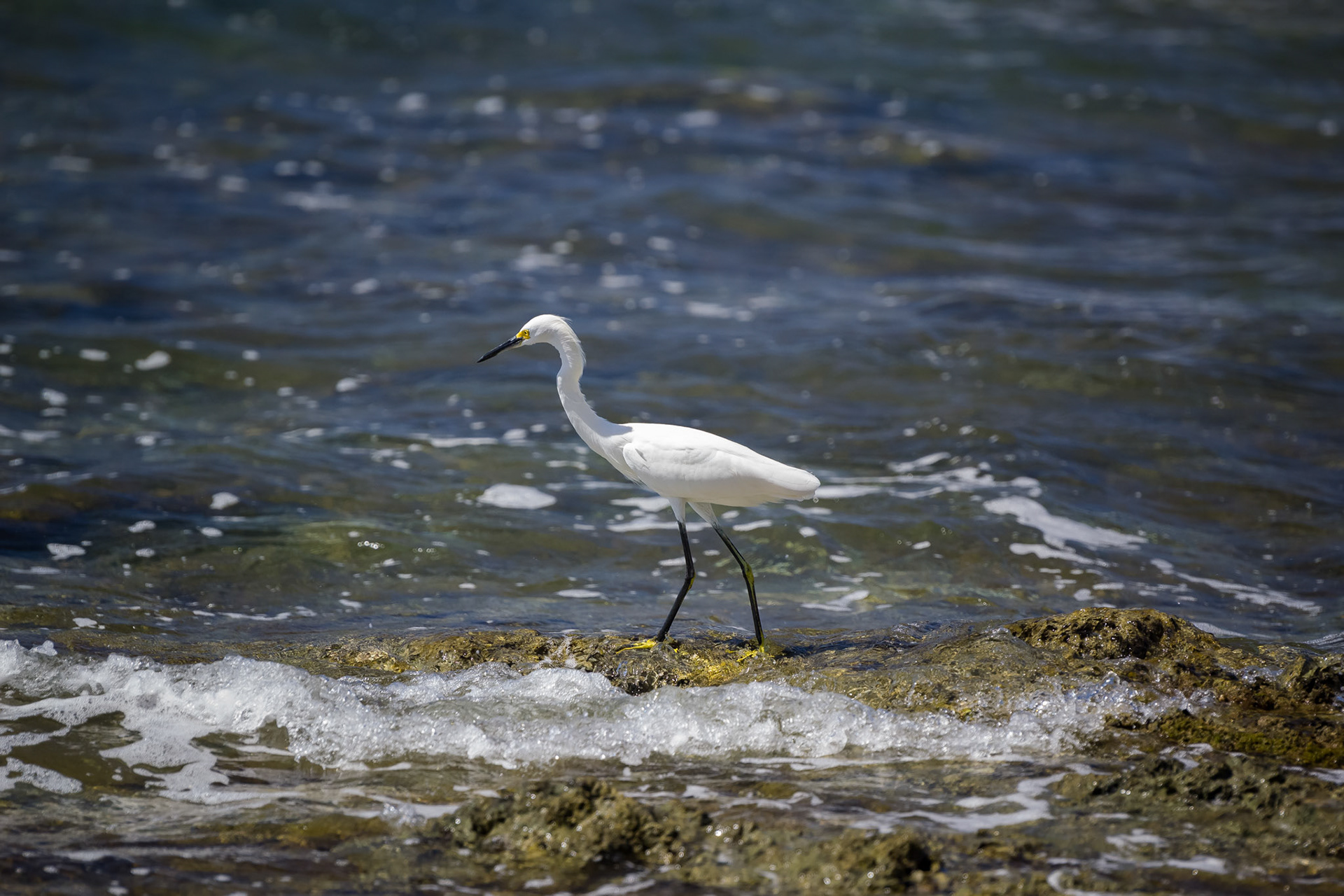 Hotel El Pequeño Gecko Verde