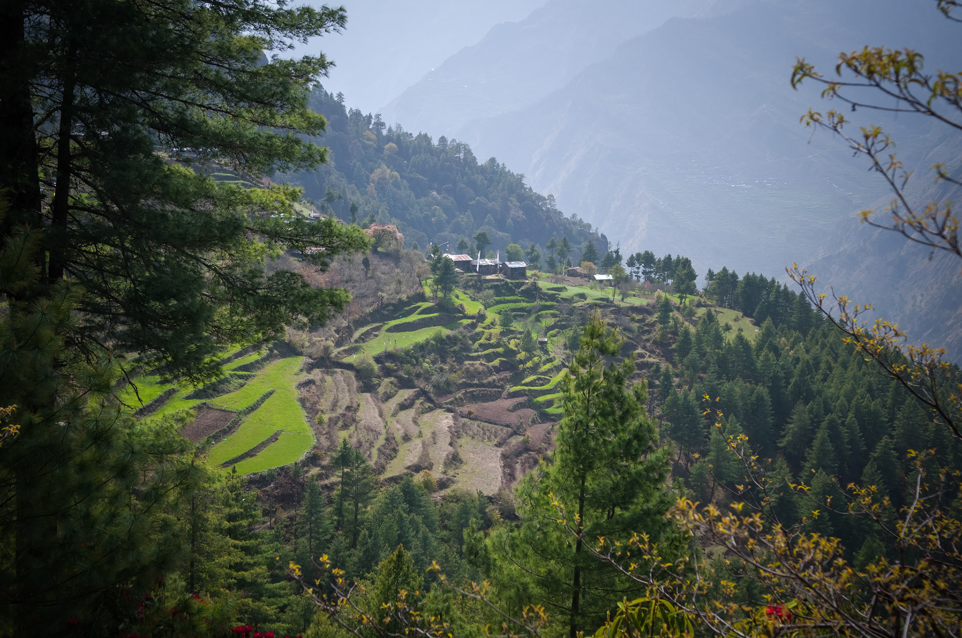 Entre Dhunche (1960m) et Thulo Syabru (2210m)