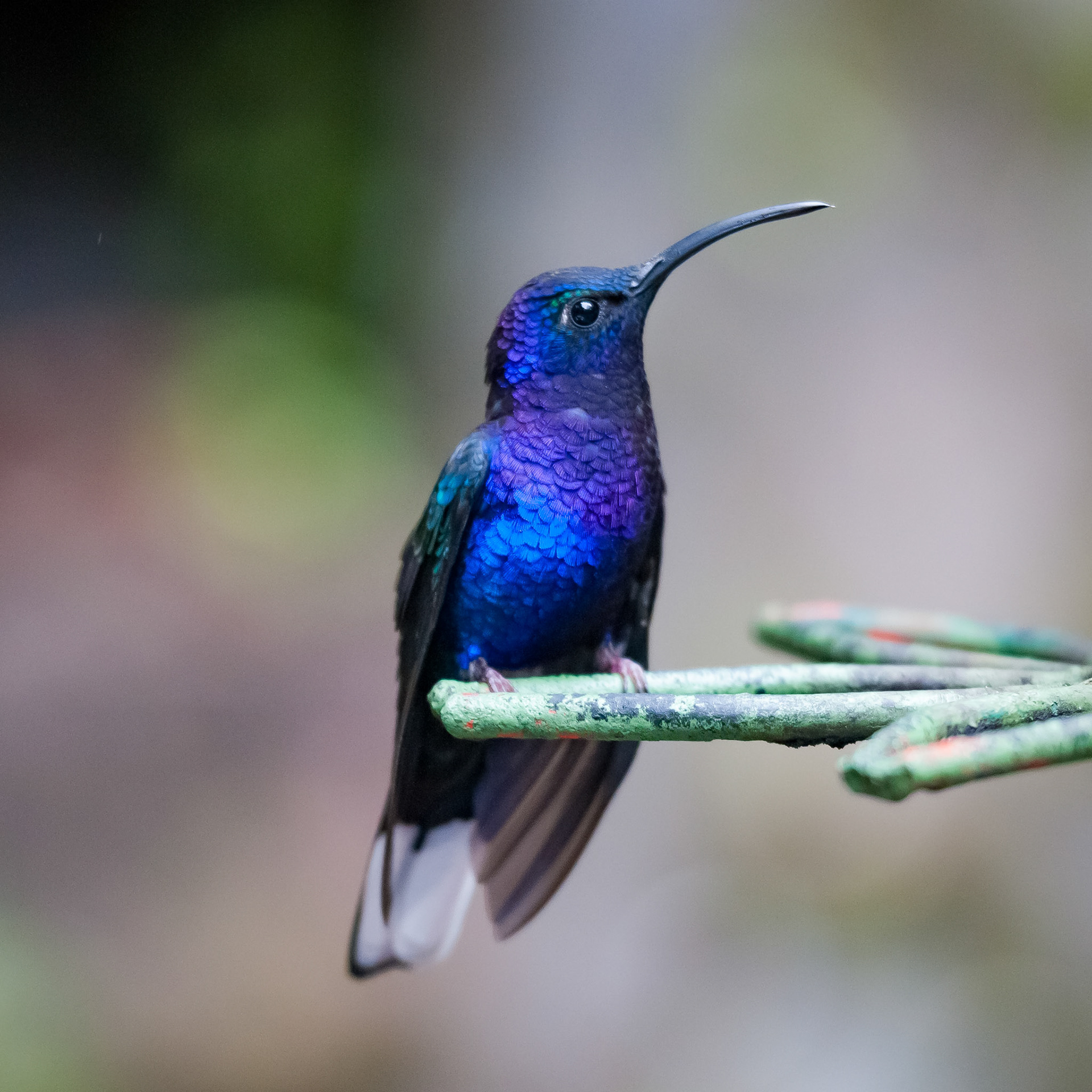 Violet Sabrewing (male), Selvatura Adventure Park, Santa Elena