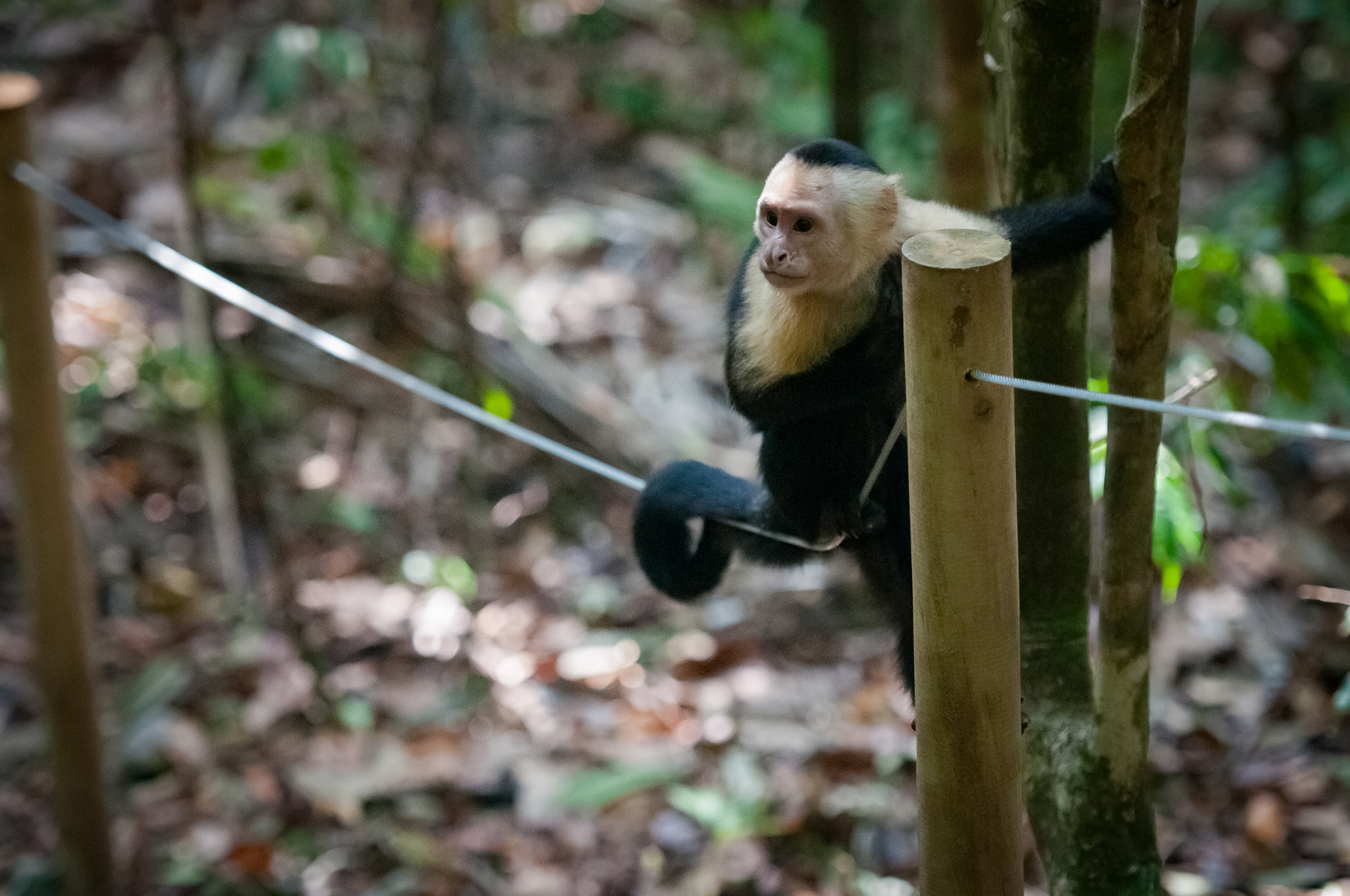 Parque Nacional Manuel Antonio